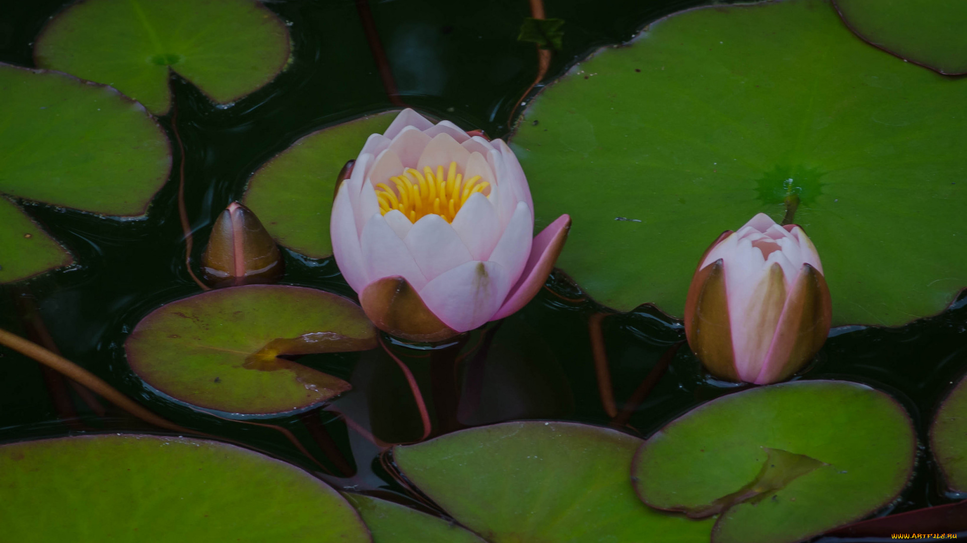 цветы, лилии, водяные, , нимфеи, , кувшинки, бутоны