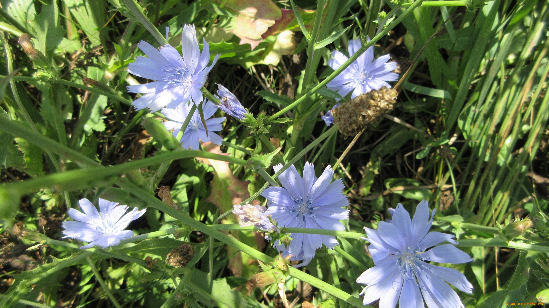 цветы, луговые, , полевые, , цветы, луг, цикорий