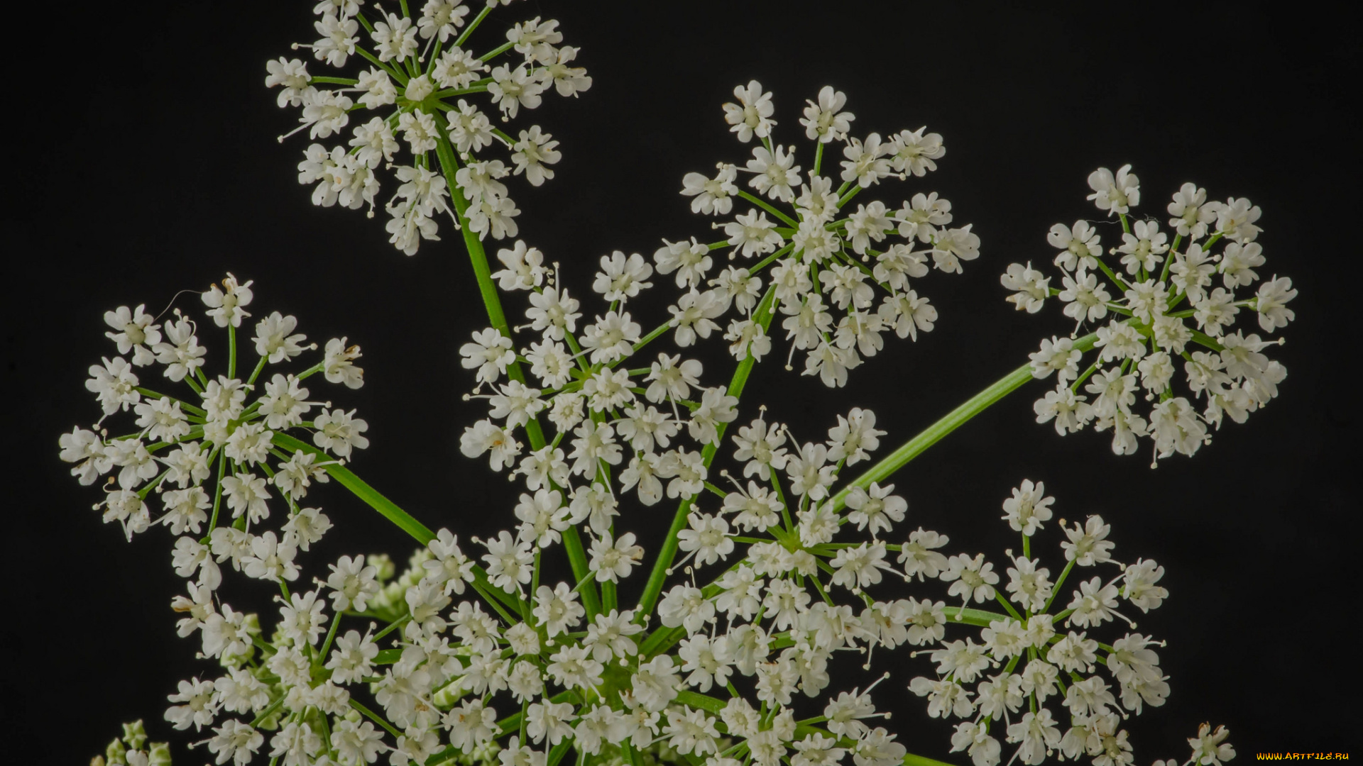 цветы, луговые, , полевые, , цветы, макро