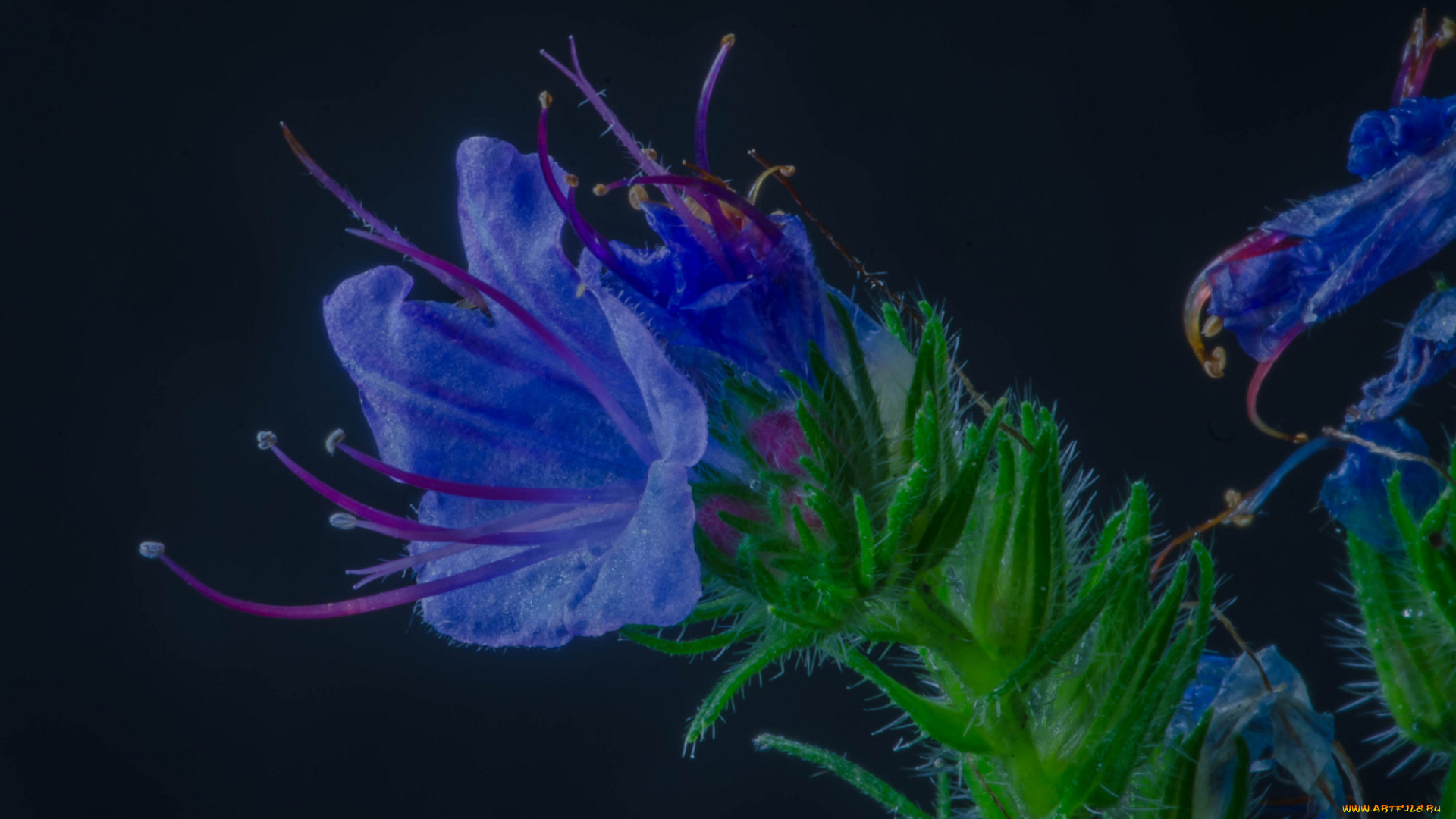 цветы, луговые, , полевые, , цветы, макро