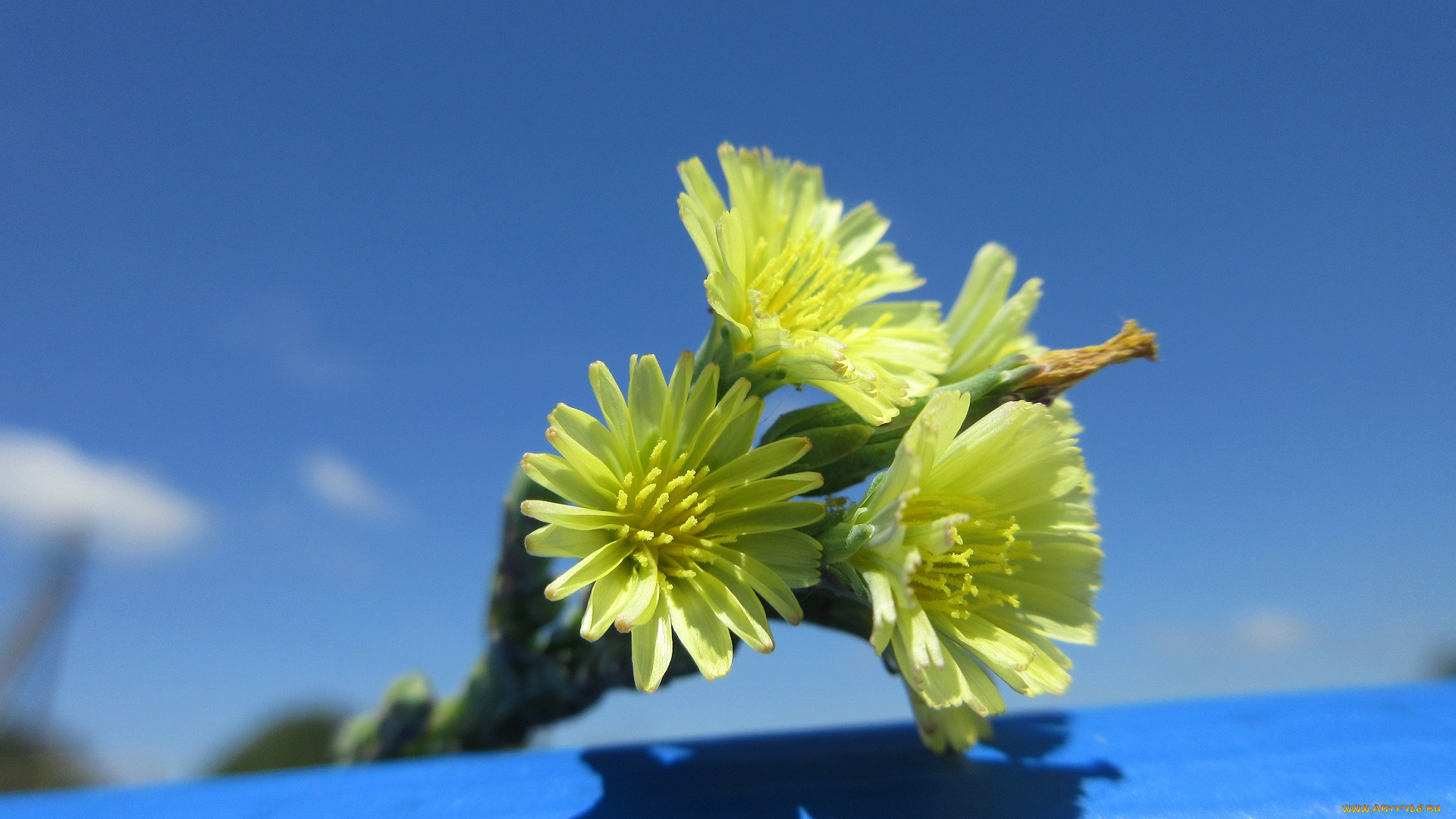 цветы, луговые, , полевые, , цветы, макро, жёлтые