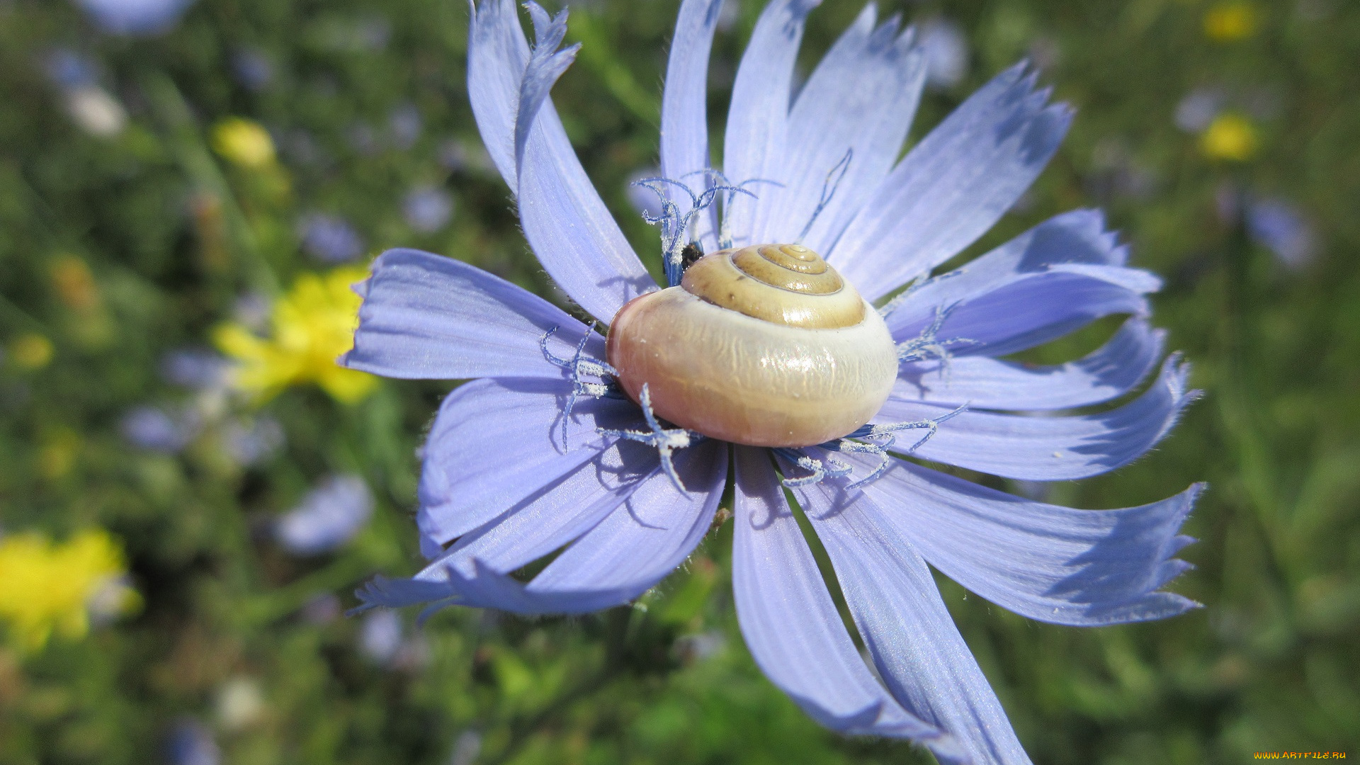 цветы, луговые, , полевые, , цветы, улитка