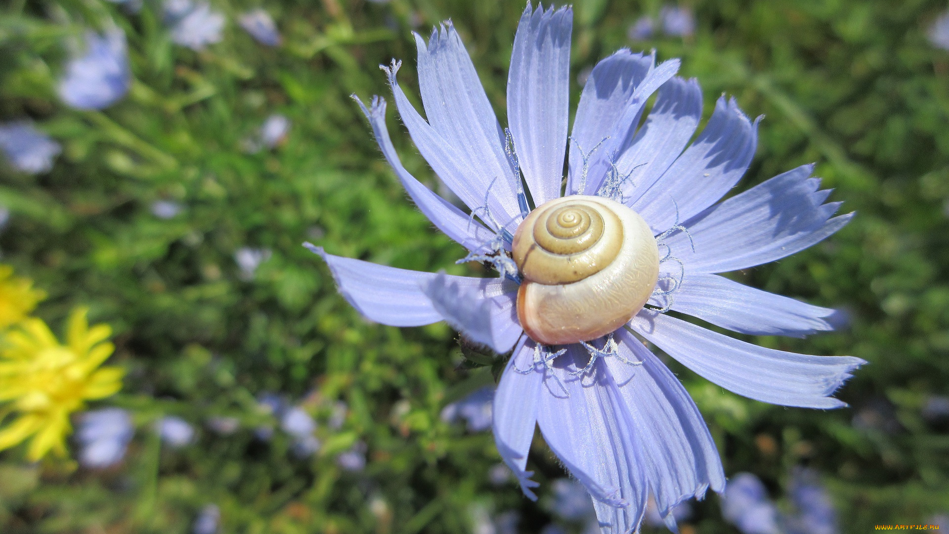 цветы, луговые, , полевые, , цветы, улитка, цикорий