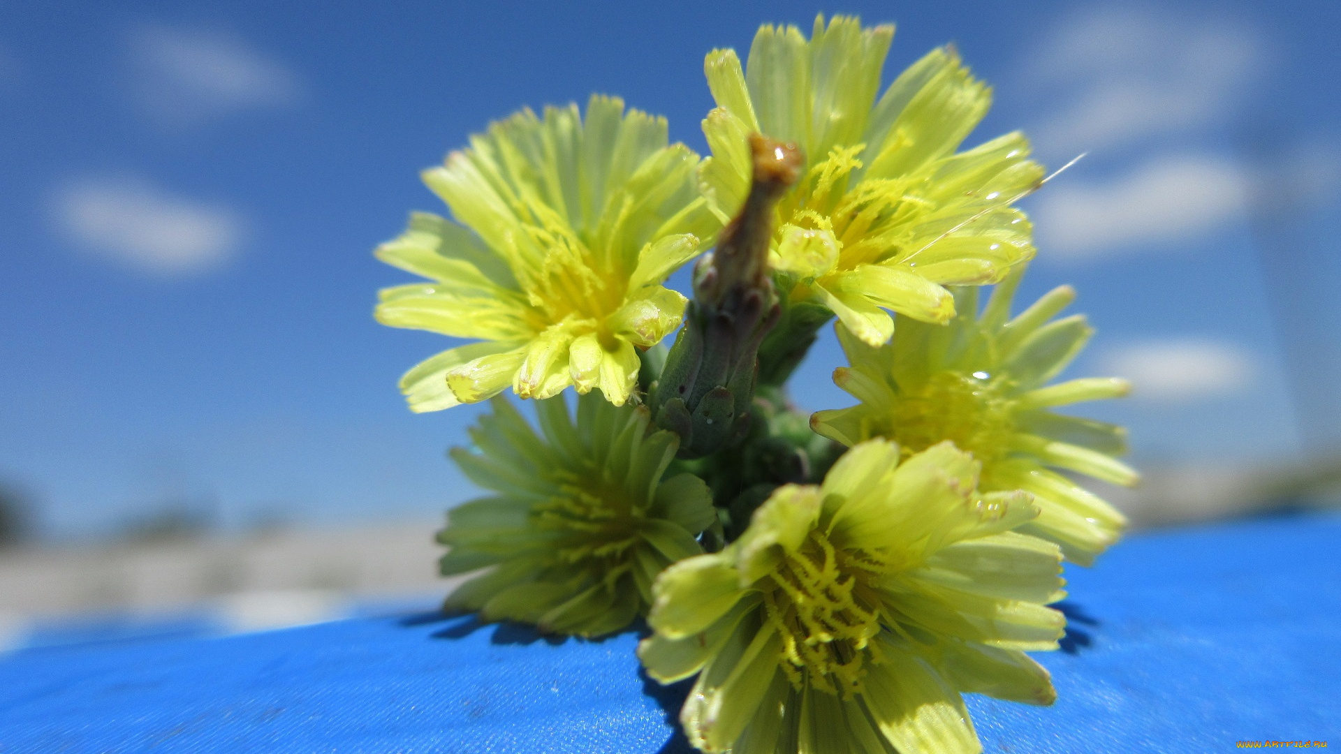 цветы, луговые, , полевые, , цветы, жёлтые, макро