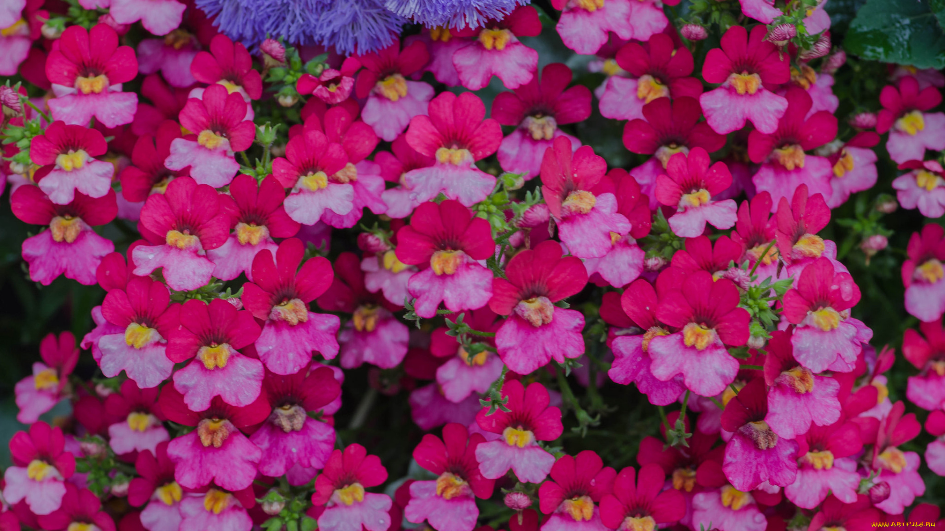 цветы, львиный, зев, львиный, зев