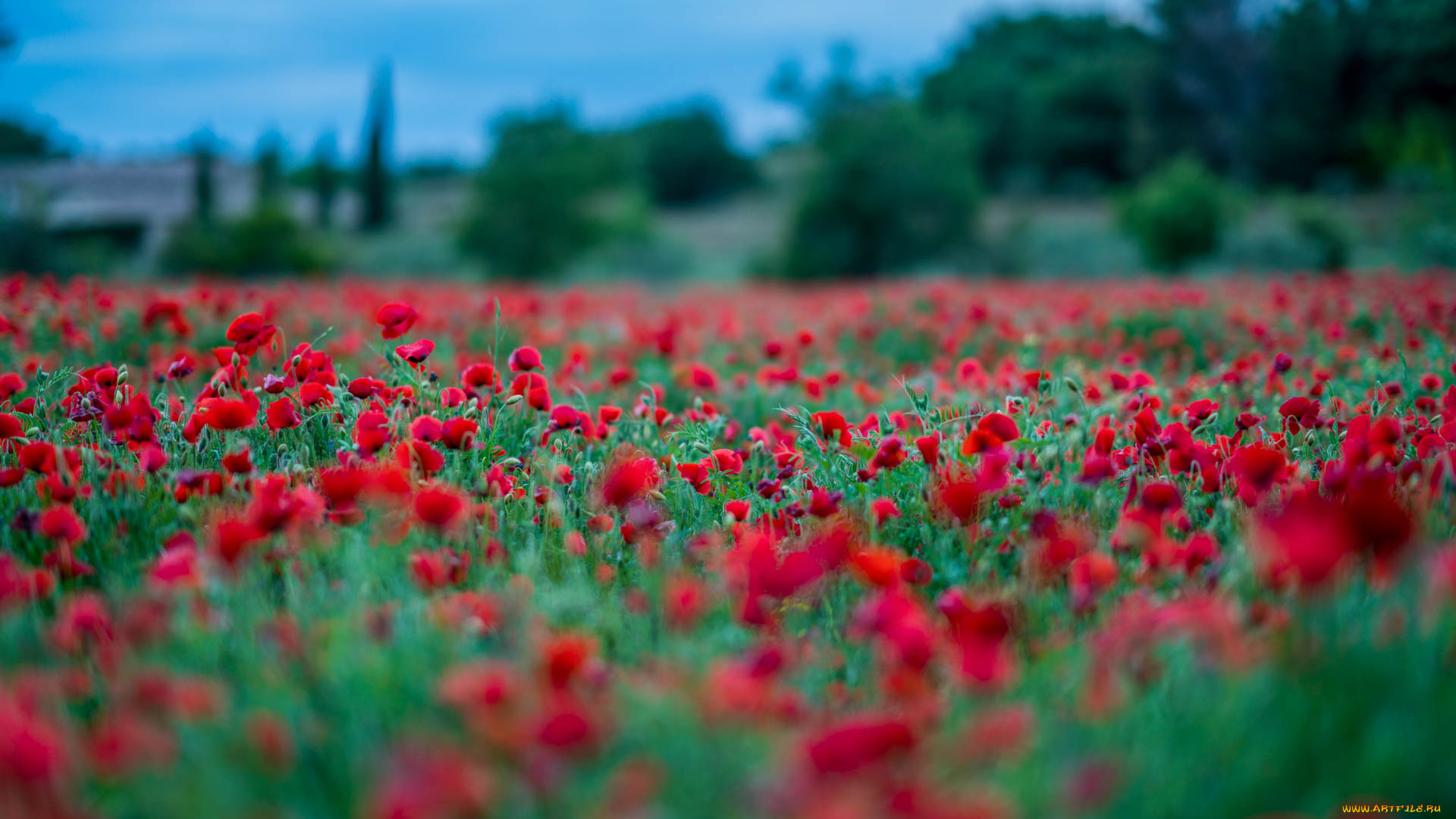 цветы, маки