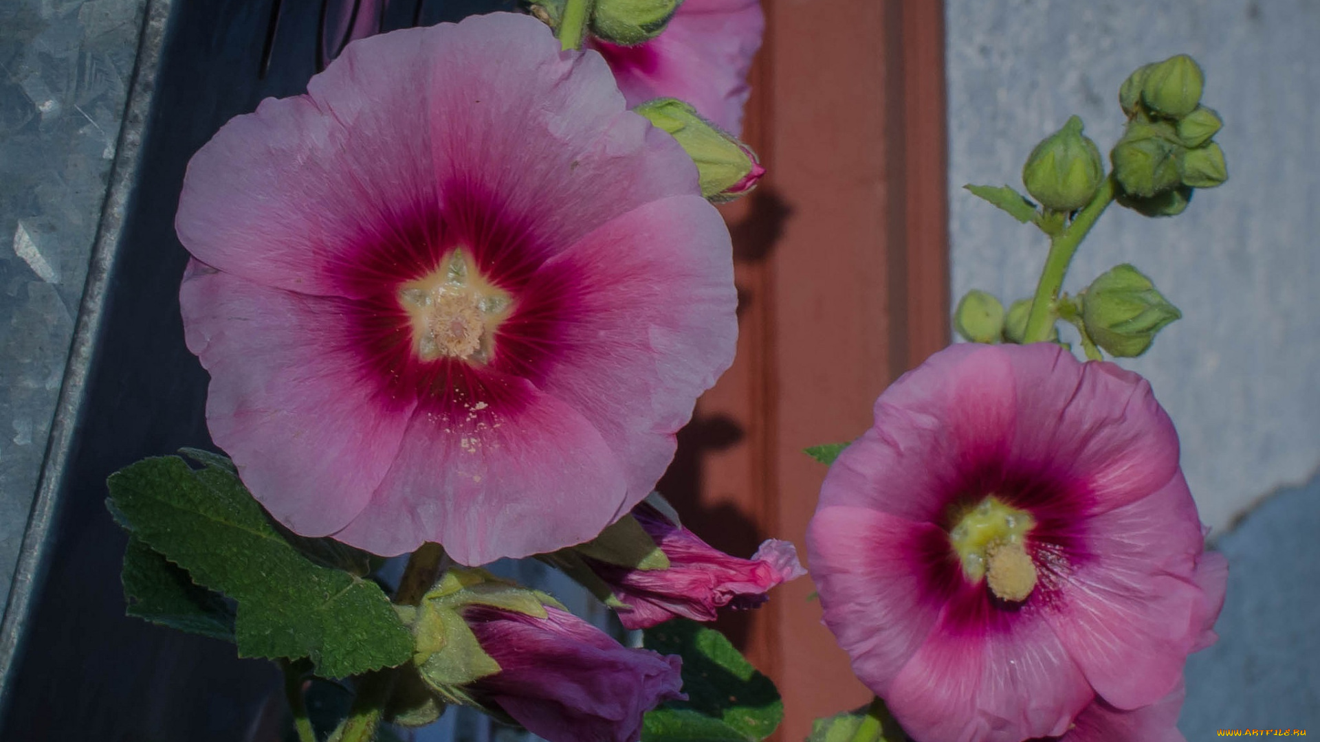 цветы, мальвы, мальва