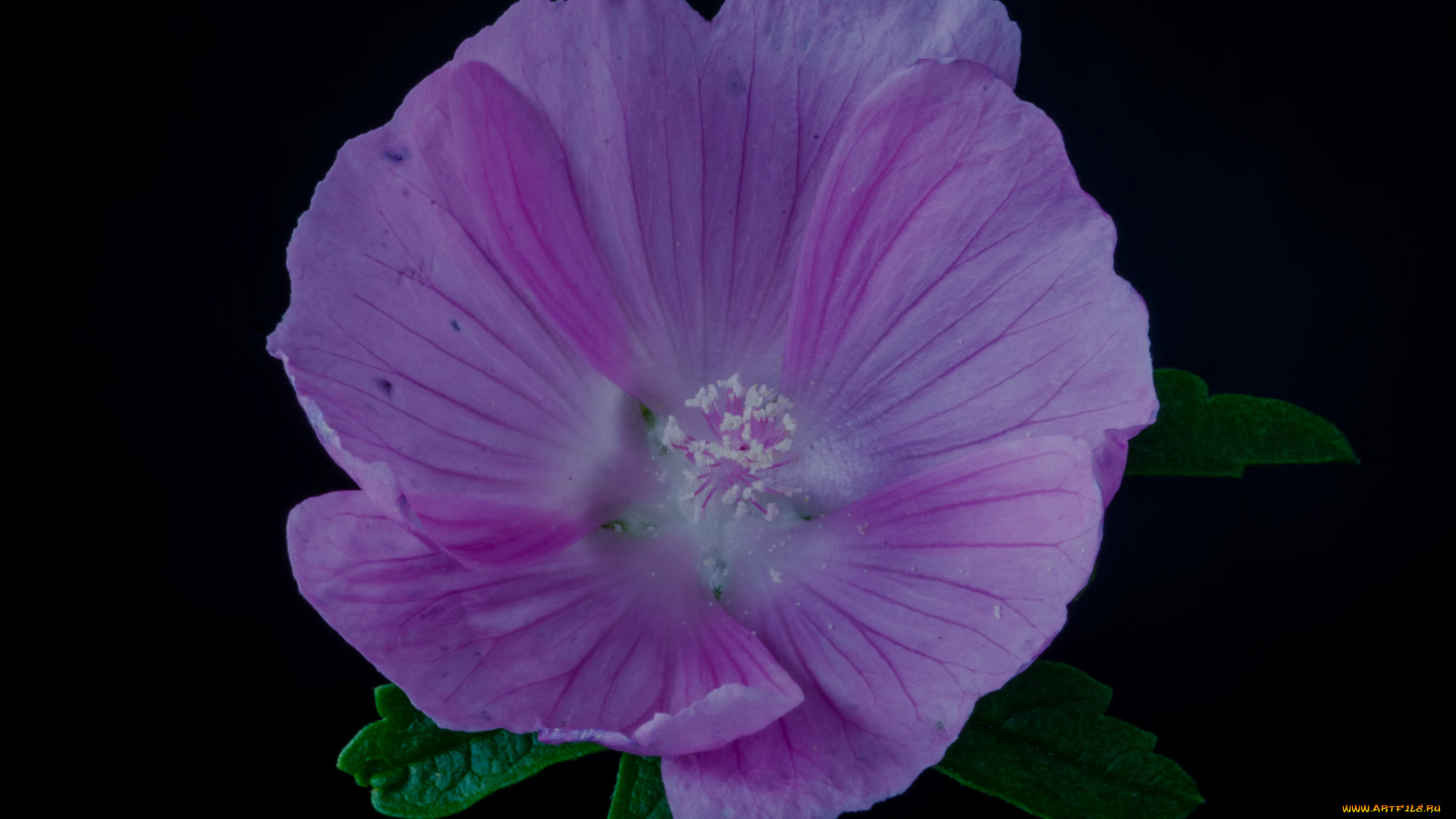 цветы, мальвы, мальва