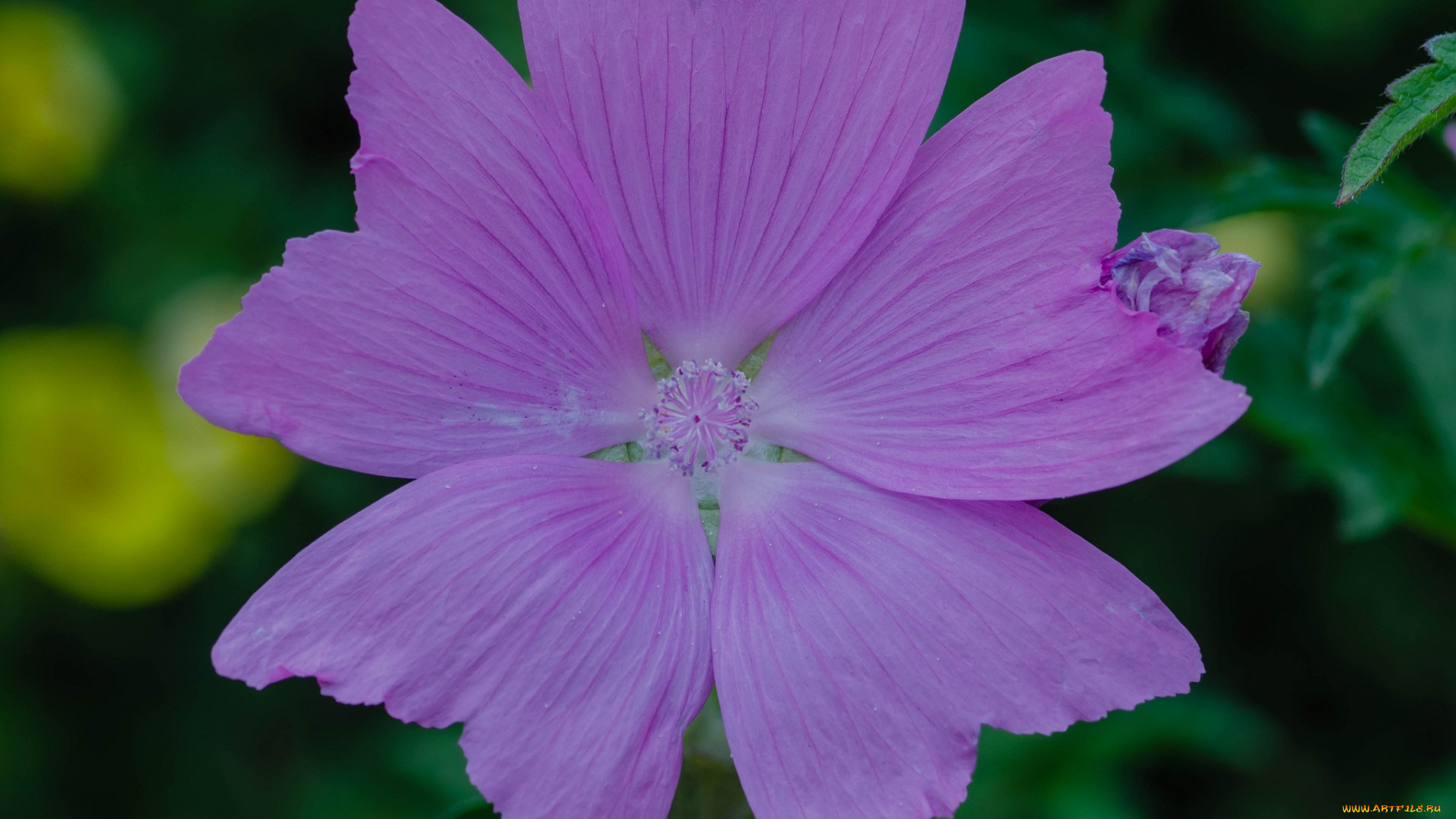 цветы, мальвы, мальва