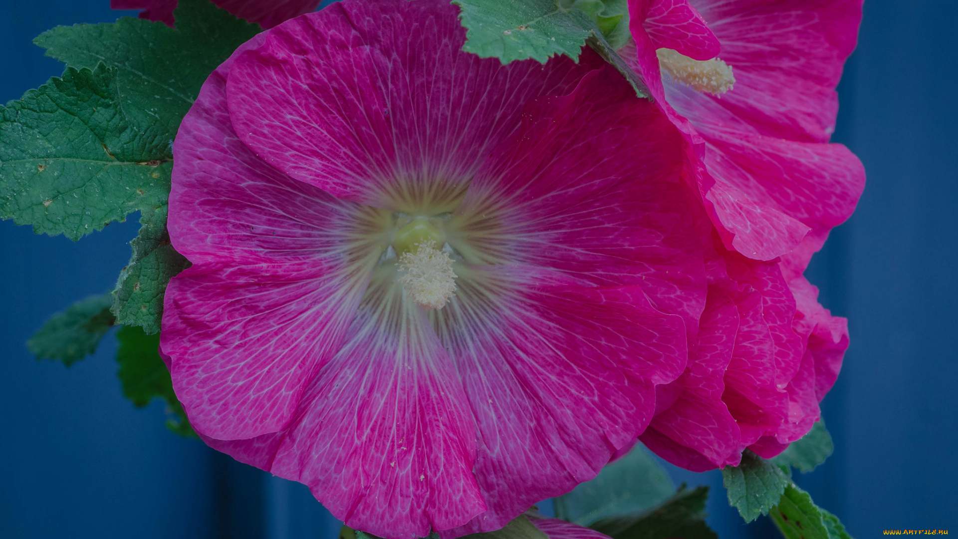 цветы, мальвы, розовые