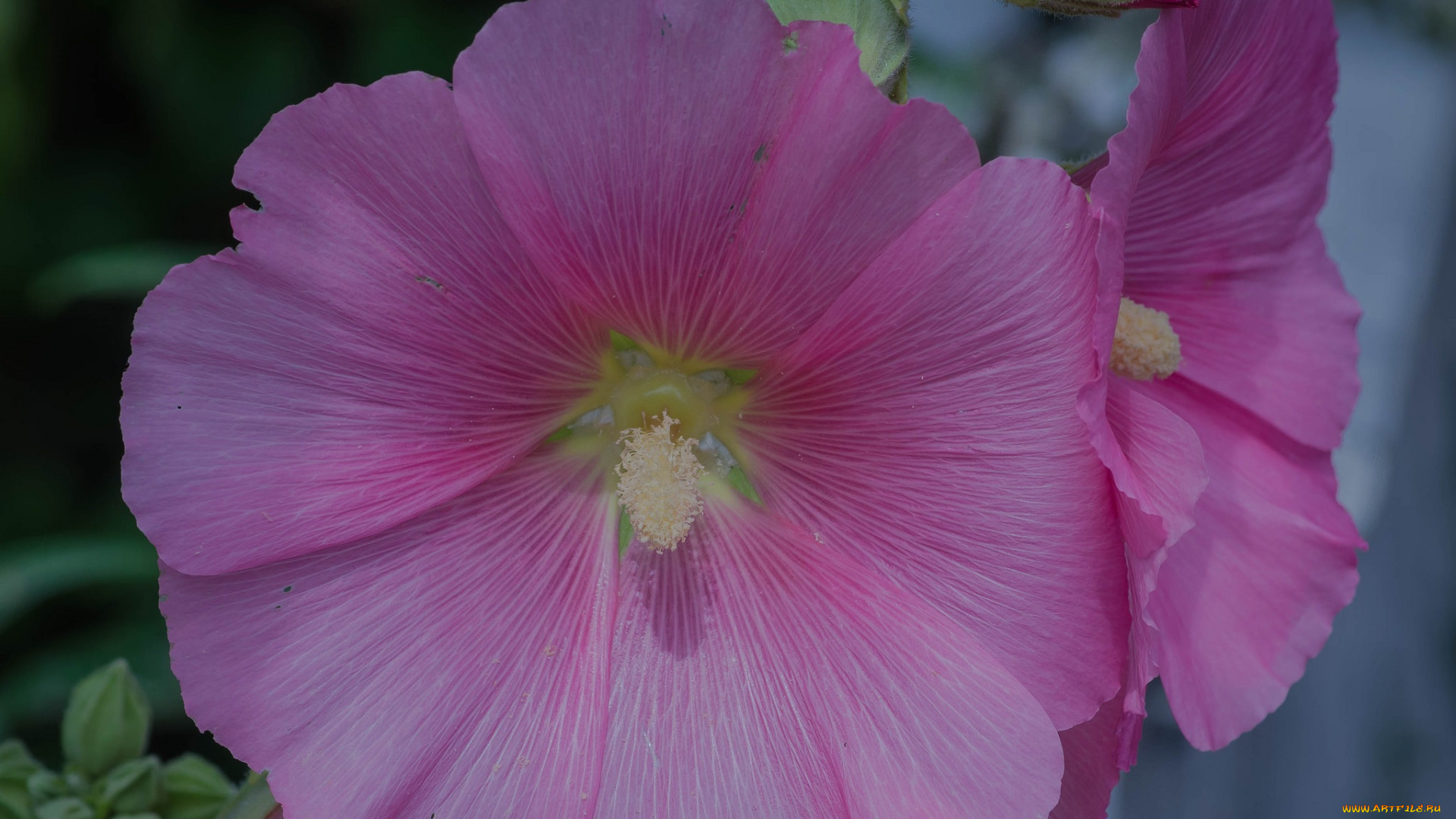 цветы, мальвы, розовые