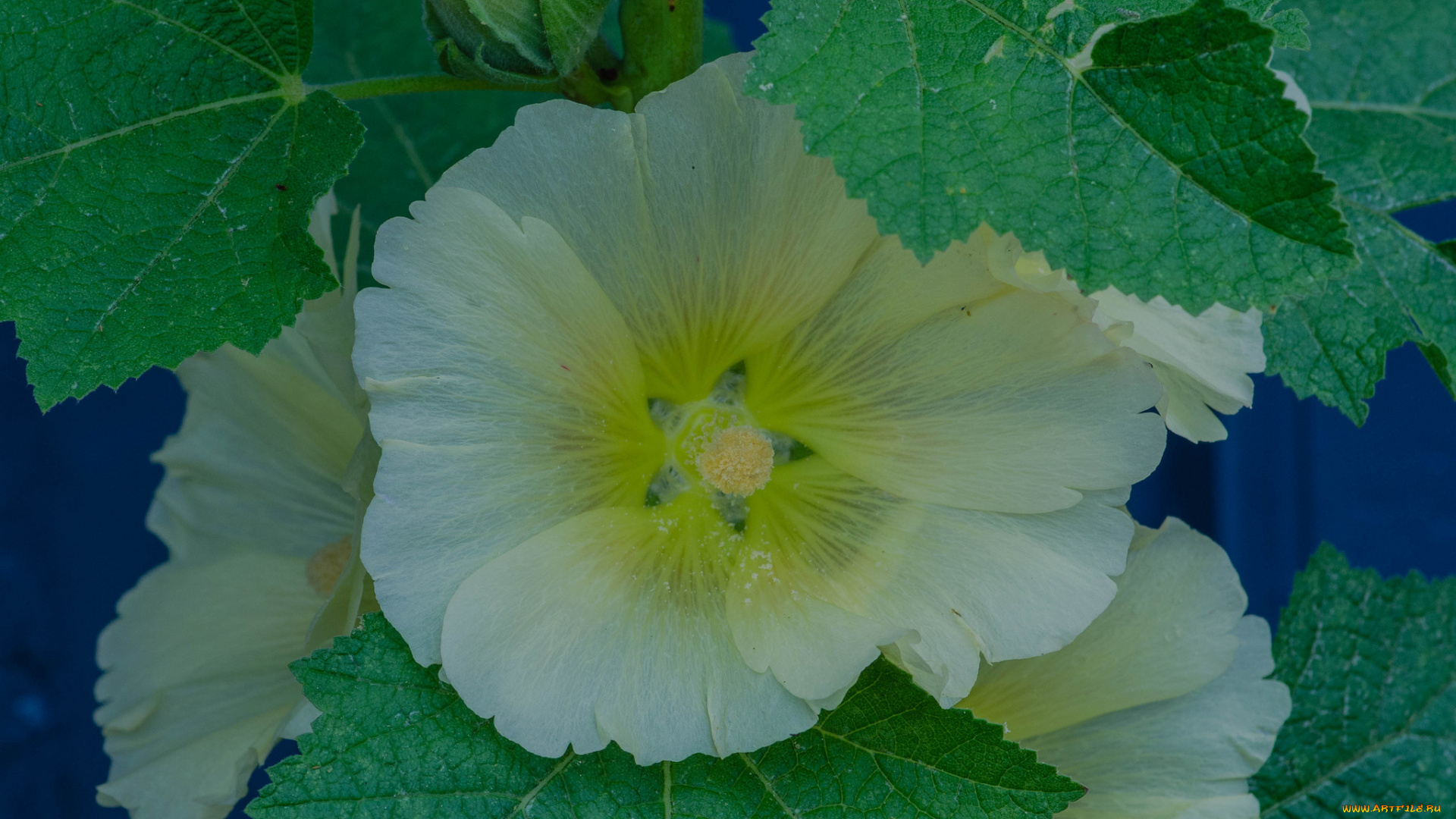 цветы, мальвы, жёлтая