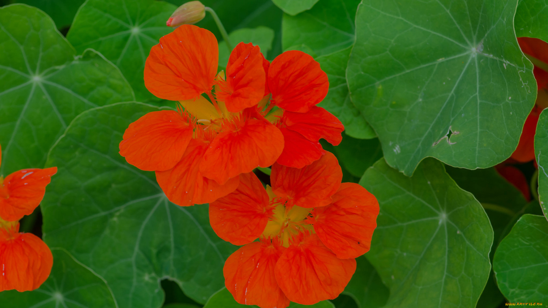 цветы, настурции, рыжие