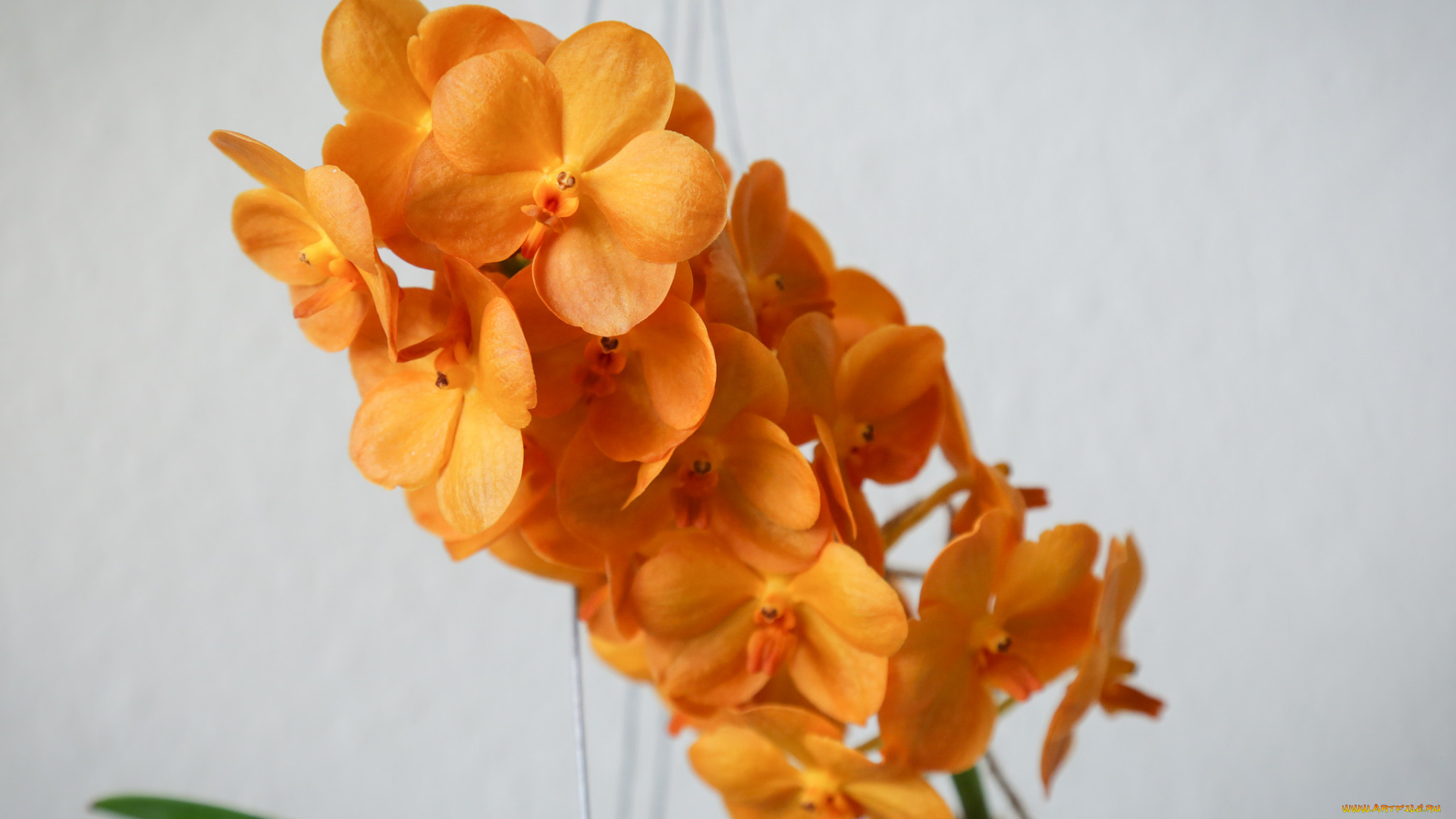 цветы, орхидеи, flowering, flowers, orchids, цветение