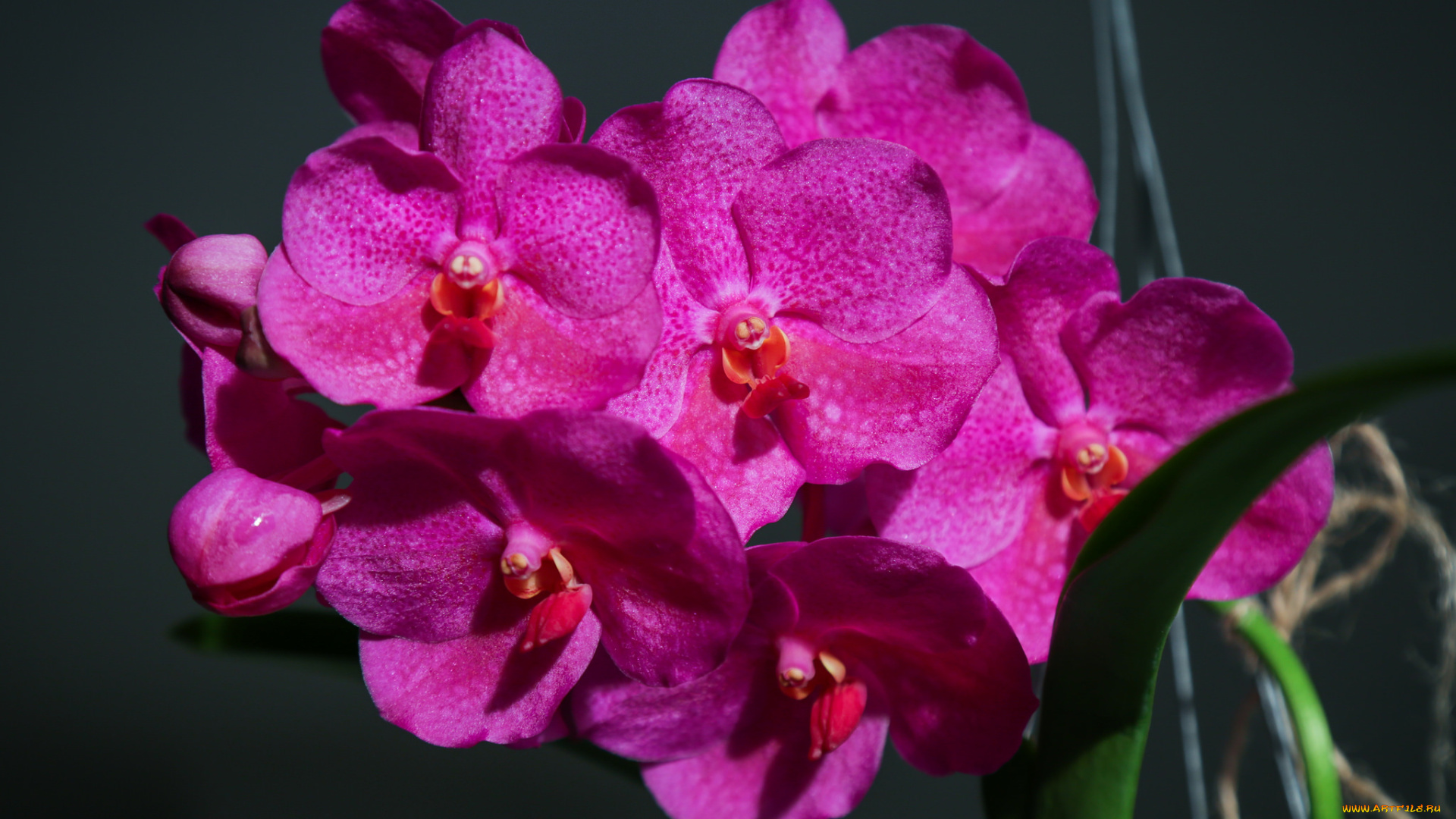 цветы, орхидеи, лепестки, яркая, орхидея, bloom, petals, bright, orchid, цветение