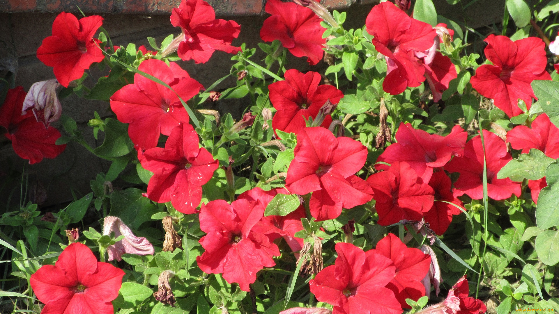 цветы, петунии, , калибрахоа, красная, петуния