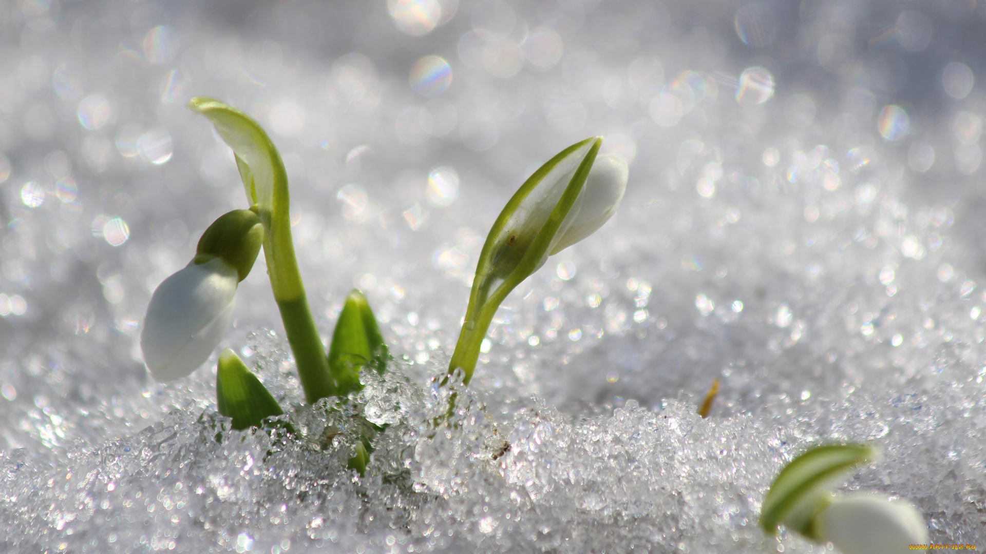 цветы, подснежники, , белоцветники, , пролески, природа, первоцветы, март, красота, цветение, галантус, дача, весна