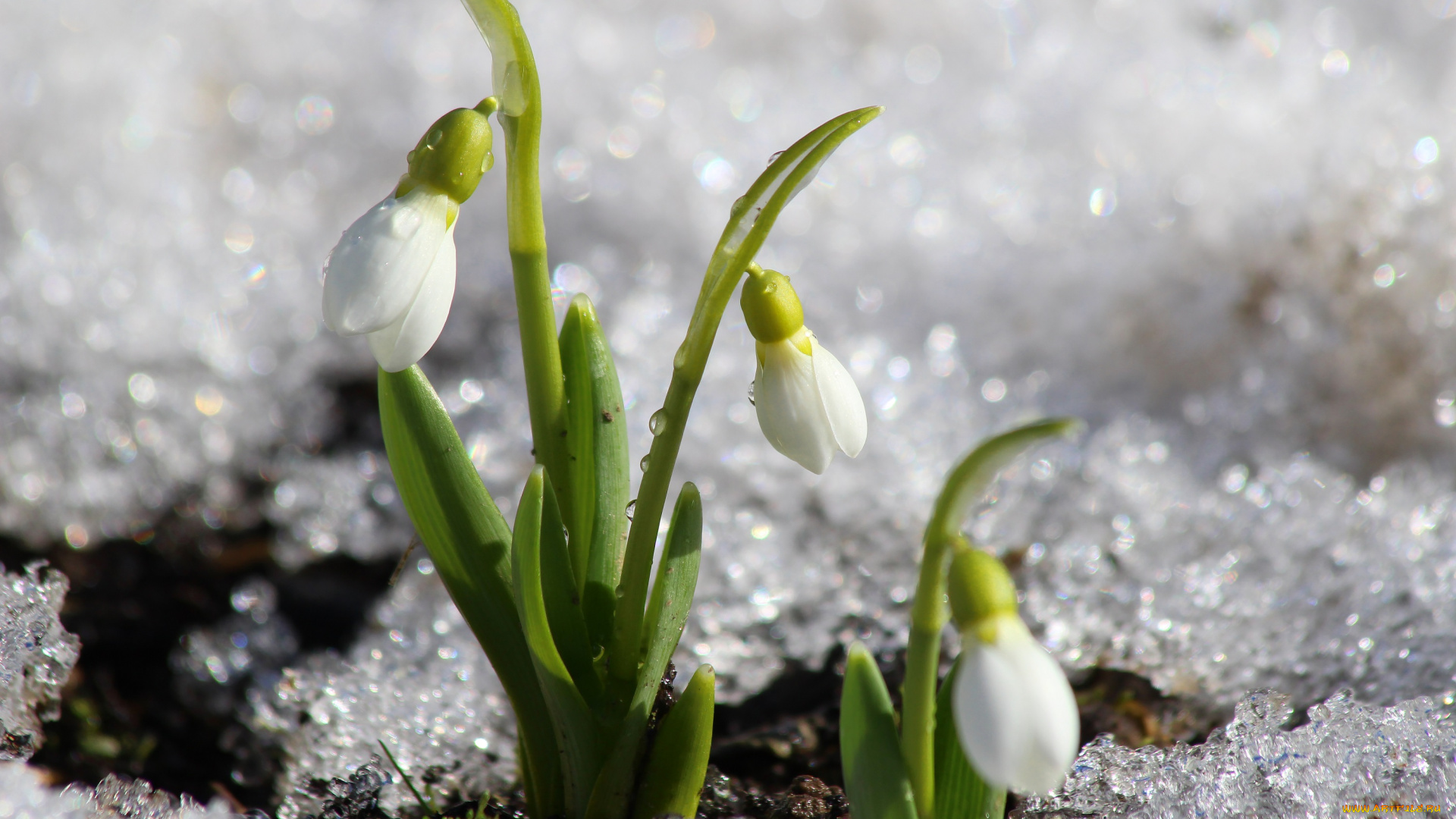 цветы, подснежники, , белоцветники, , пролески, природа, первоцветы, март, дача, галантус, весна, красота, цветение