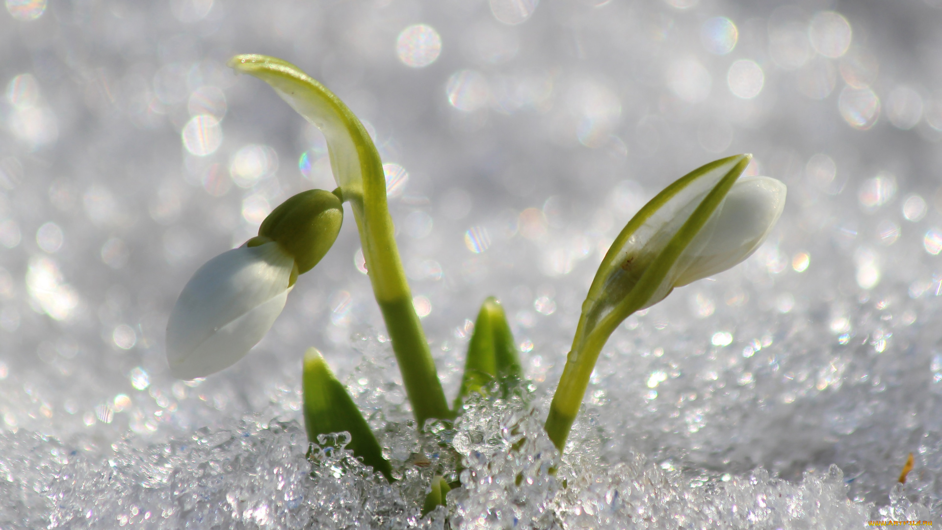 цветы, подснежники, , белоцветники, , пролески, цветение, первоцветы, март, красота, дача, галантус, весна, природа