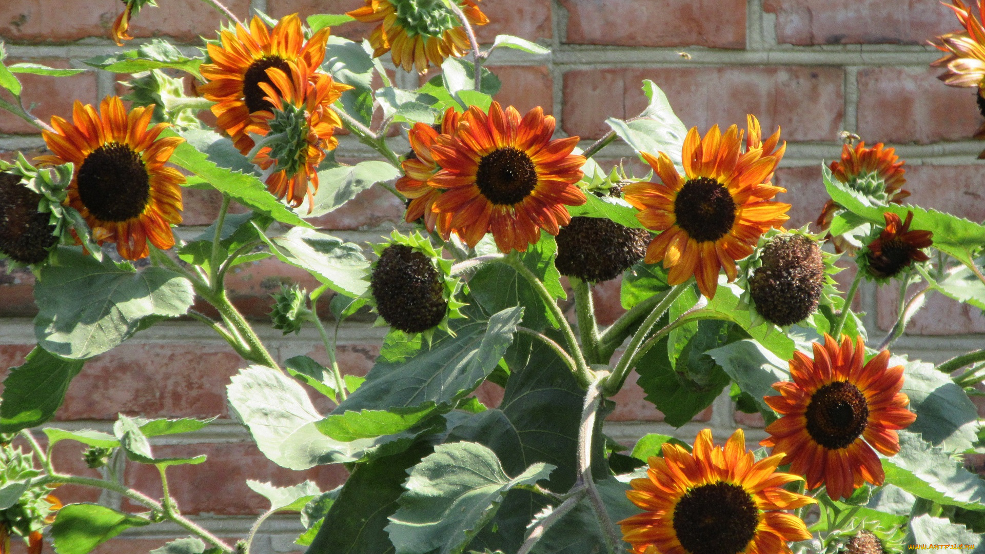 цветы, подсолнухи