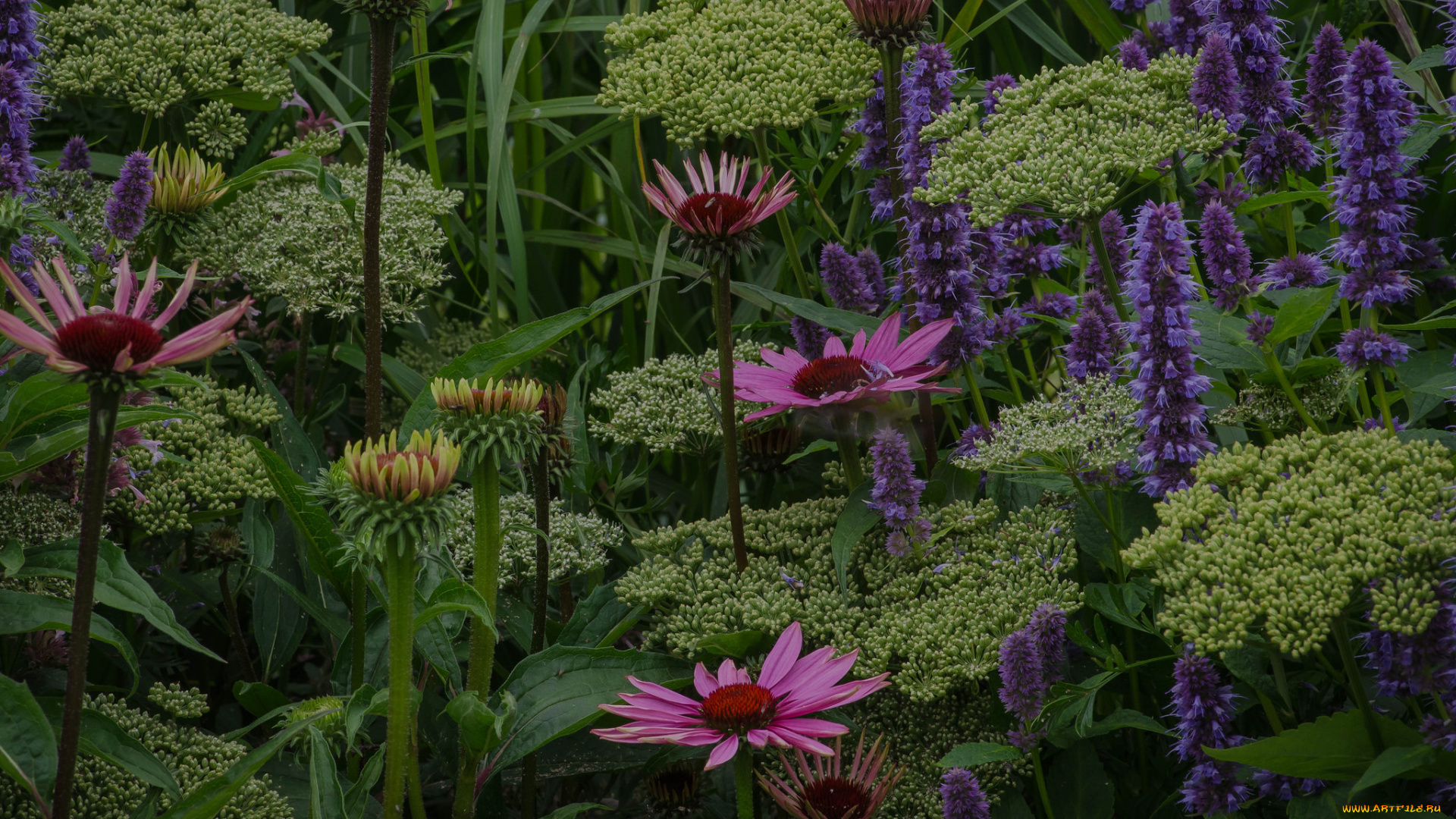 цветы, разные, вместе, клумба
