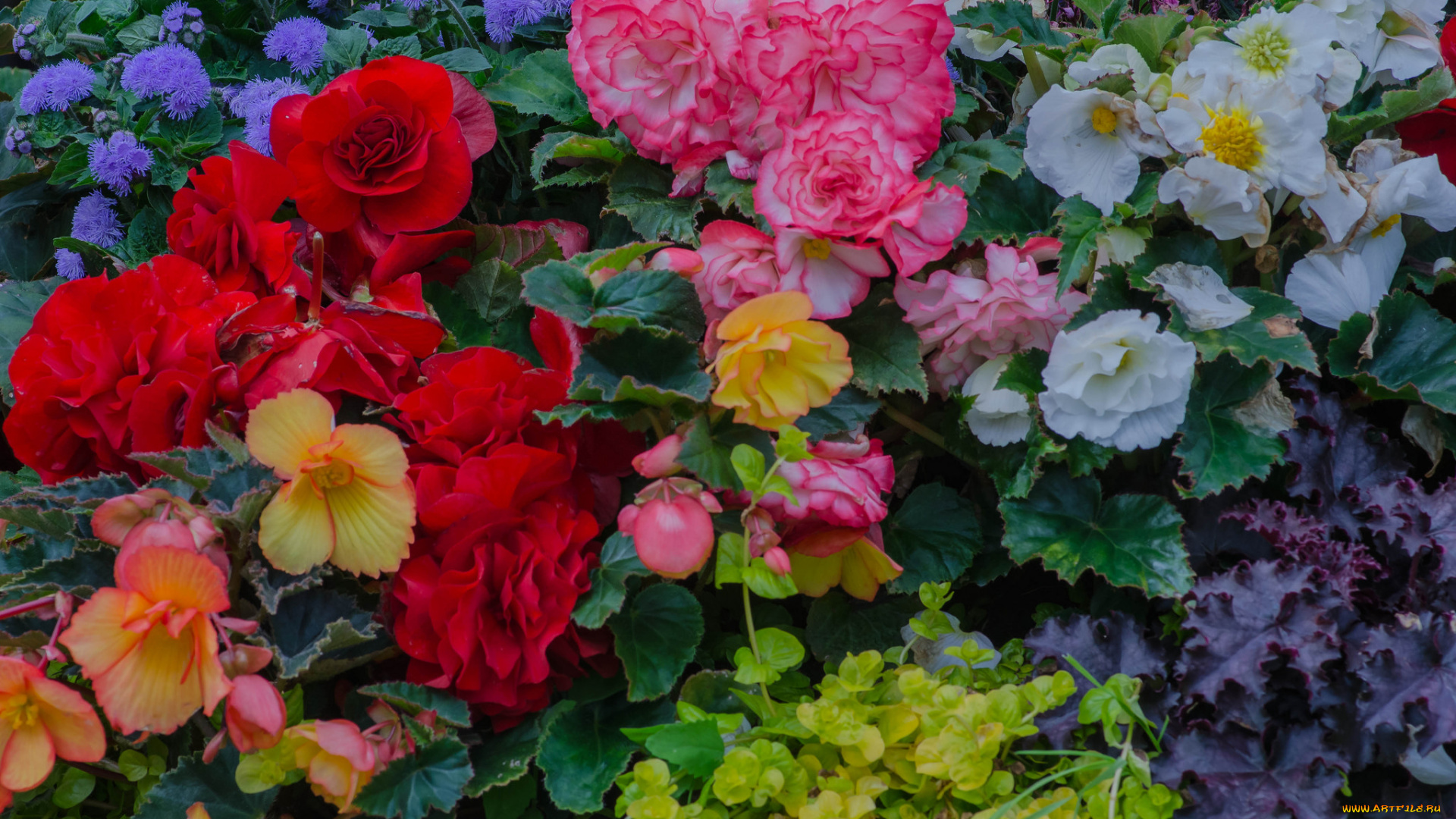 цветы, разные, вместе, клумба