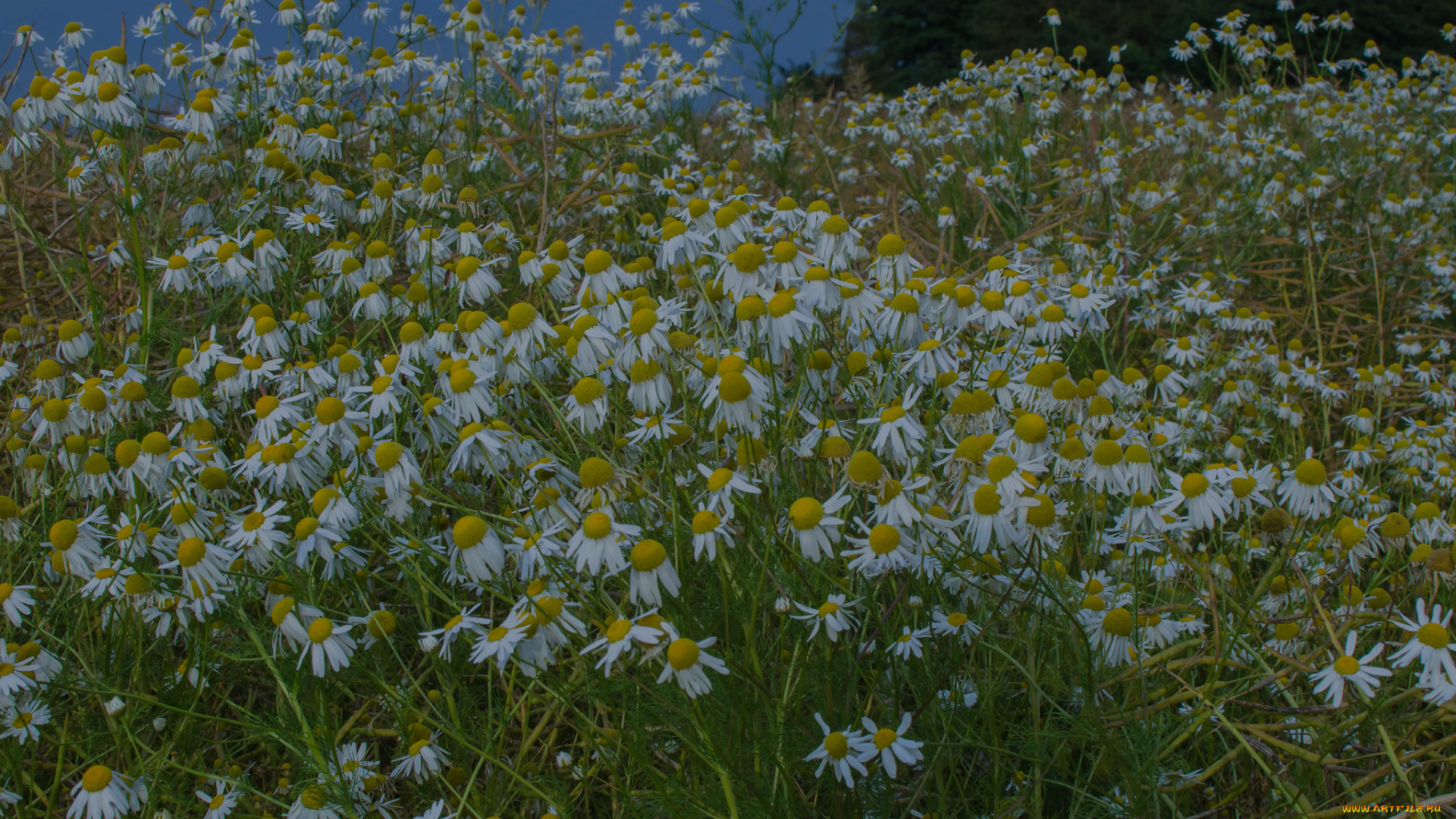 цветы, ромашки