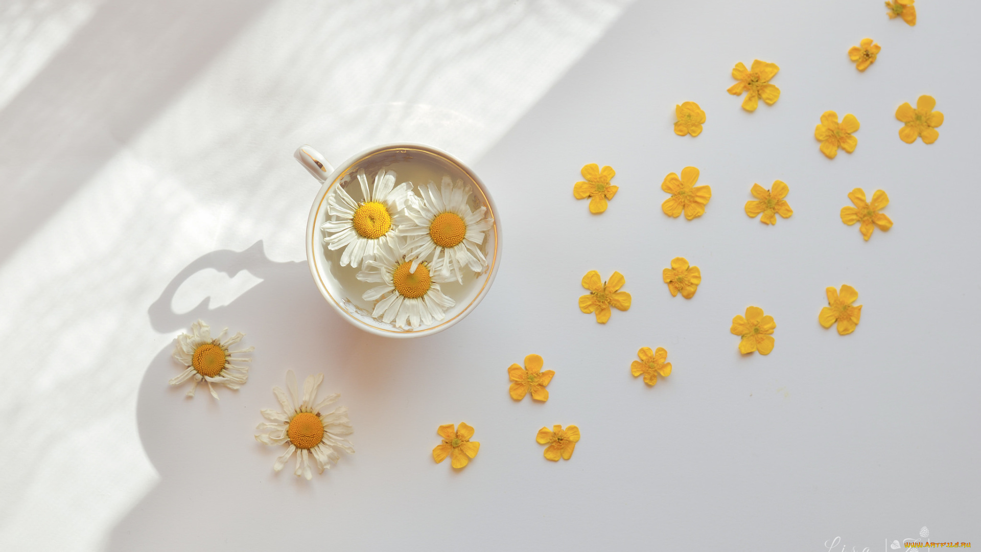 цветы, ромашки, вода, ромашка, чашка