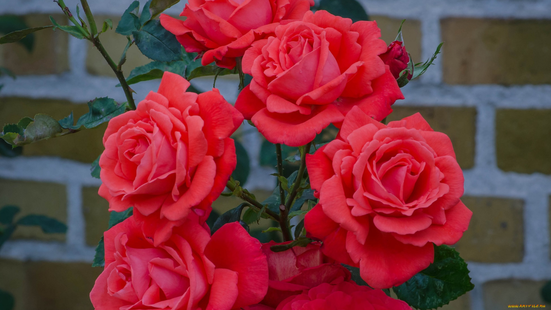 цветы, розы