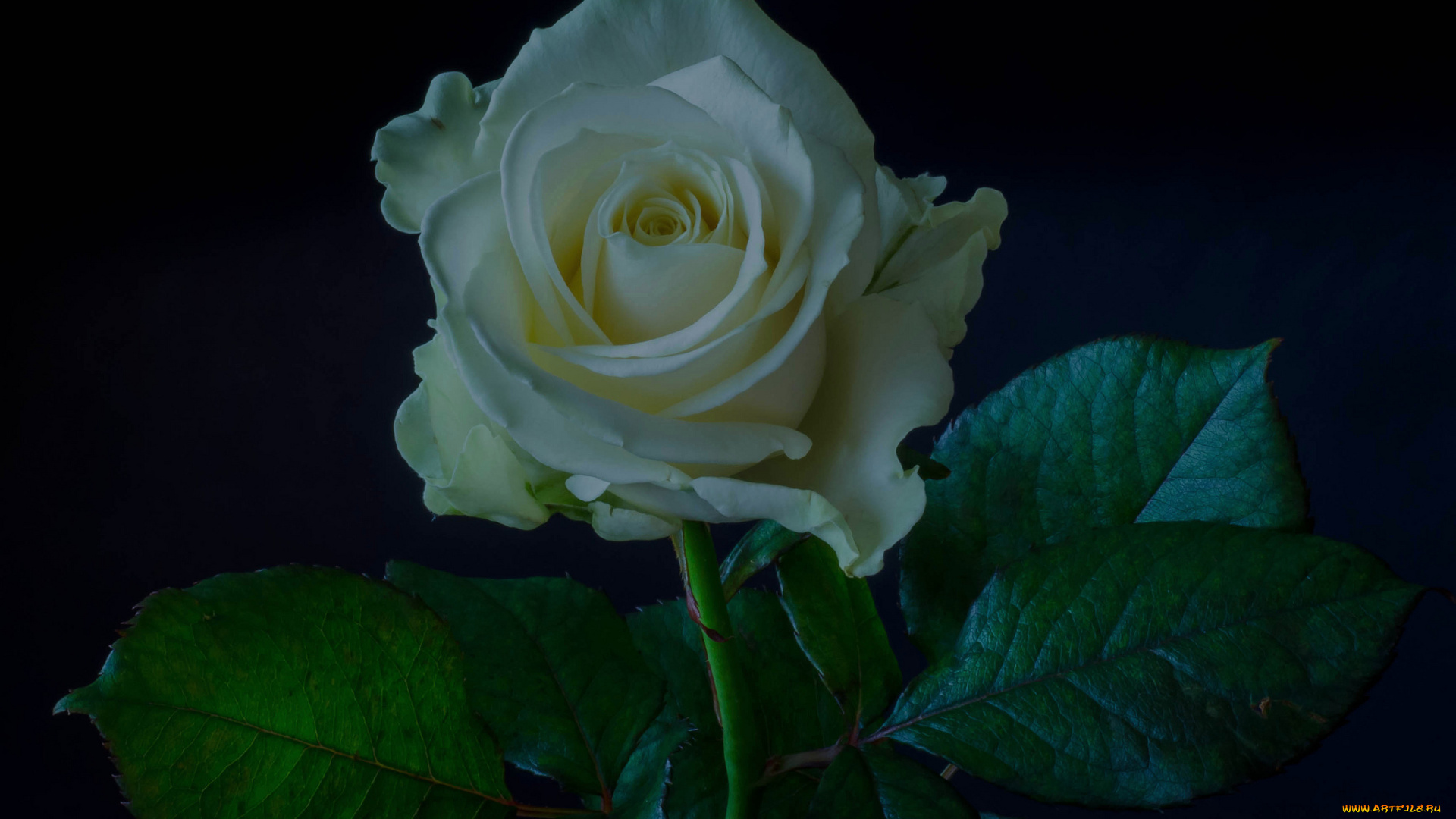 цветы, розы, белая