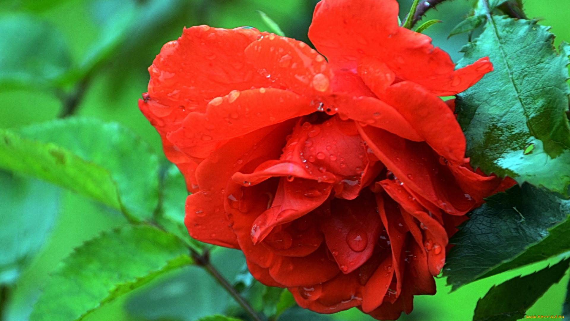 цветы, розы, бутон, лепестки, petals, bud, rose, leaves, blossoms, листья, цветение, роза