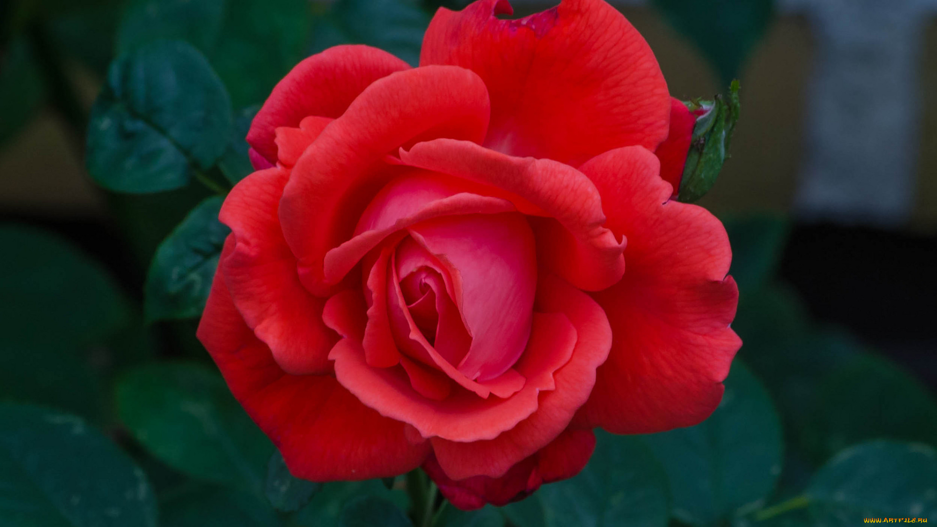 цветы, розы, красная