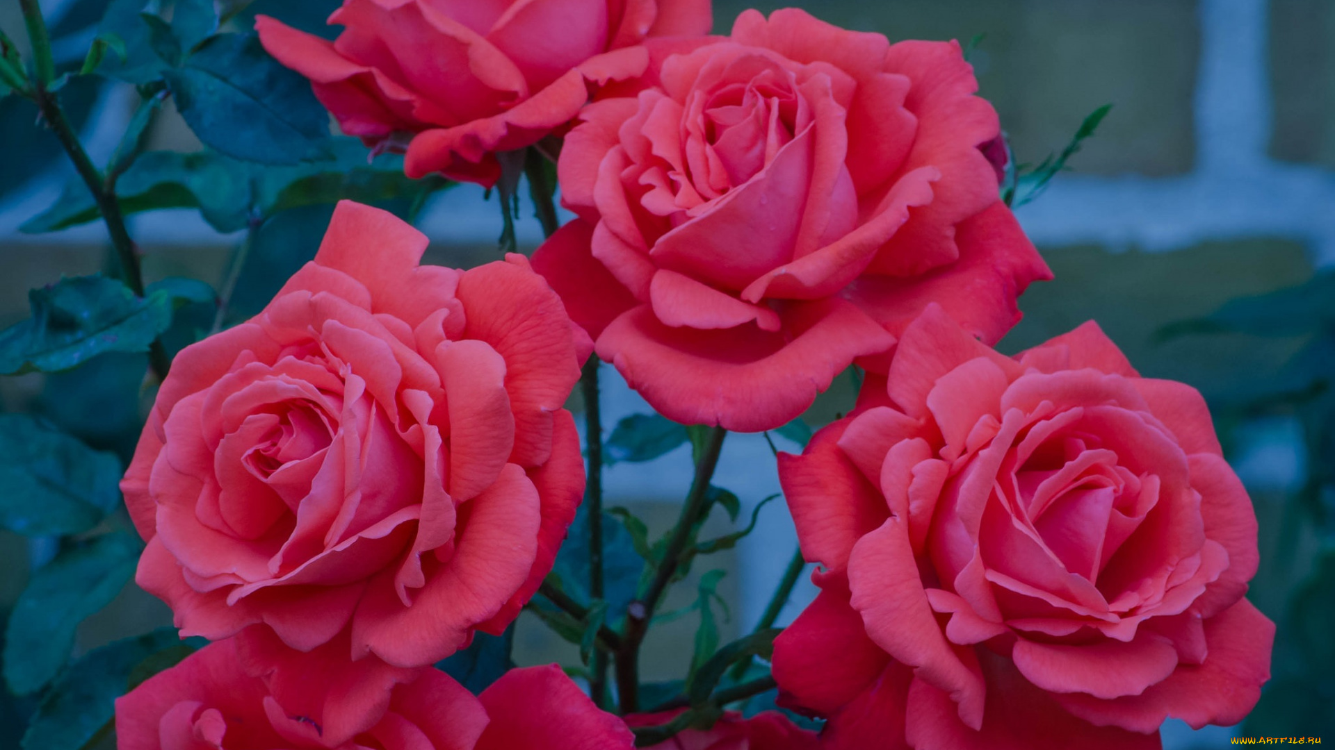 цветы, розы, красные