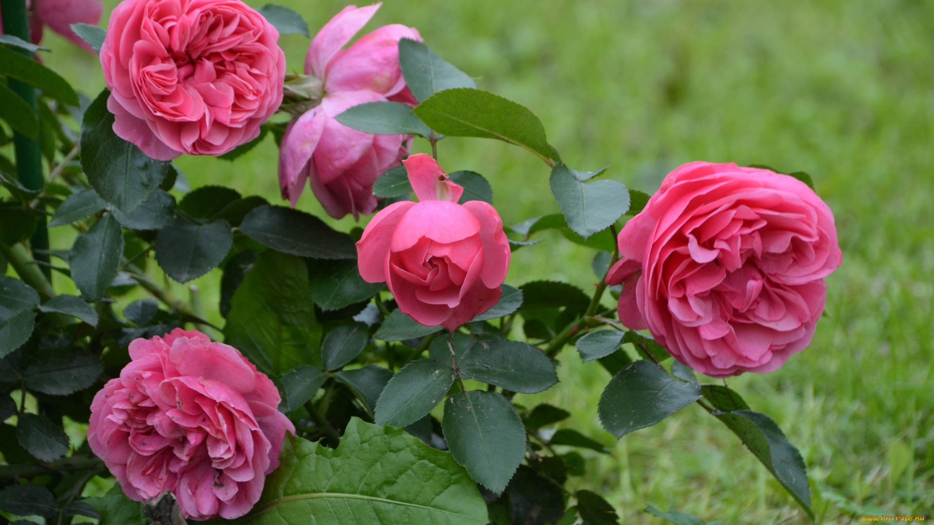 цветы, розы, лепестки, роза, бутон, rose, leaves, цветение, листья, bud, petals, blossoms