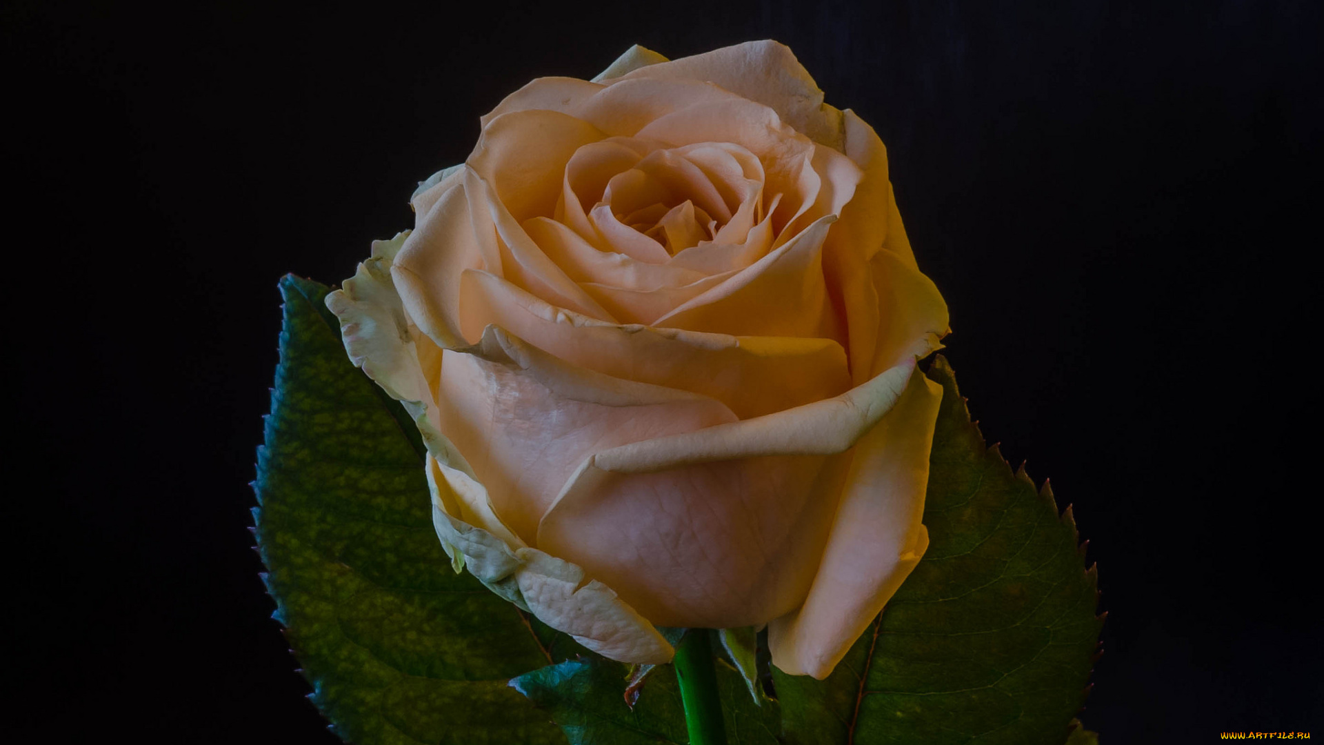 цветы, розы, роза