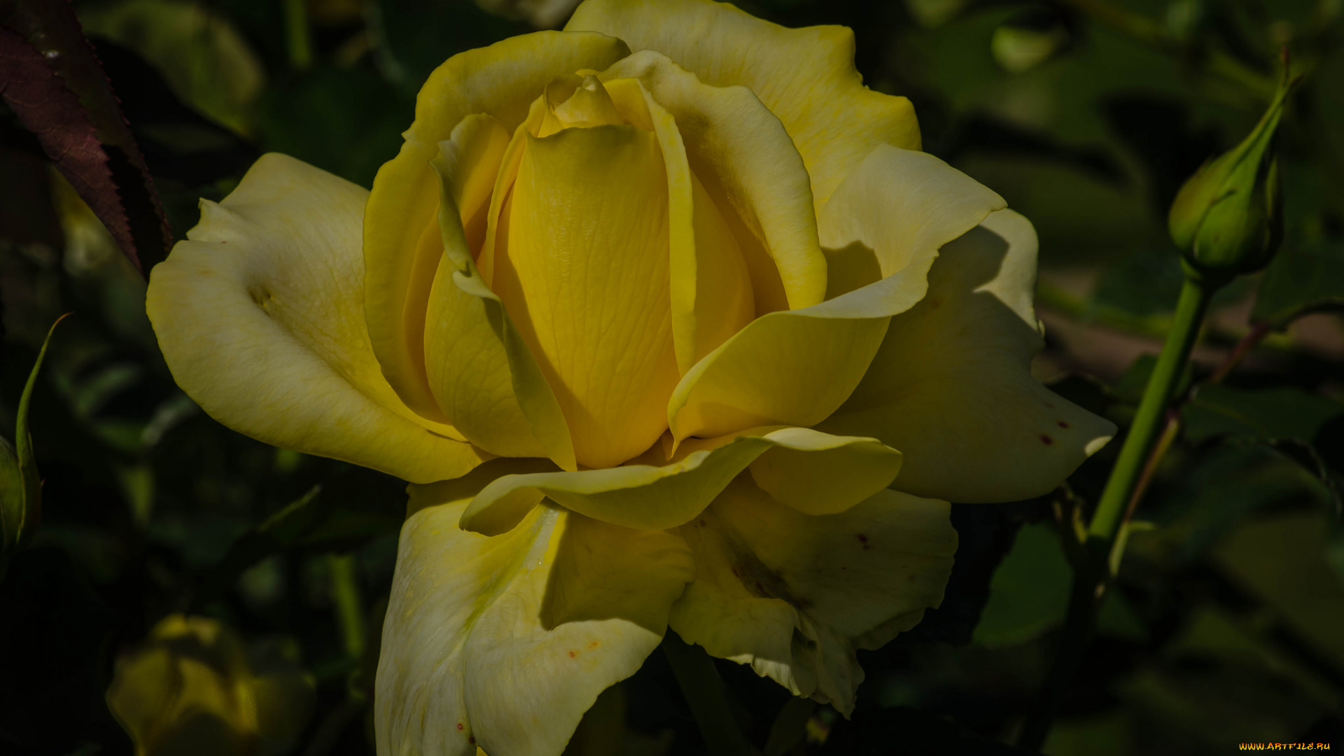 цветы, розы, роза