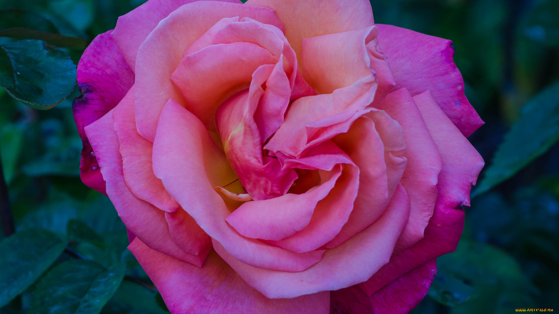 цветы, розы, роза