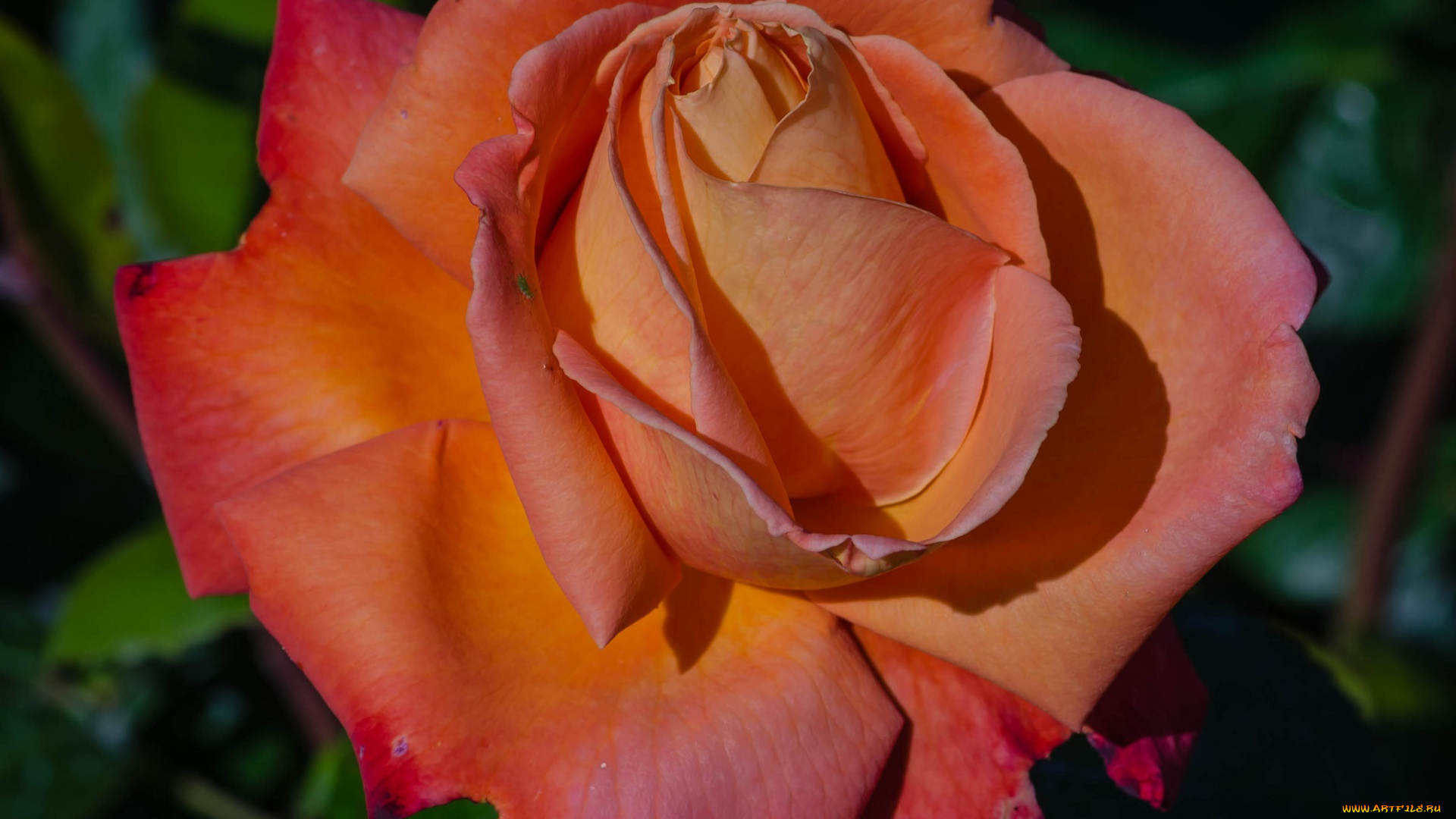 цветы, розы, роза