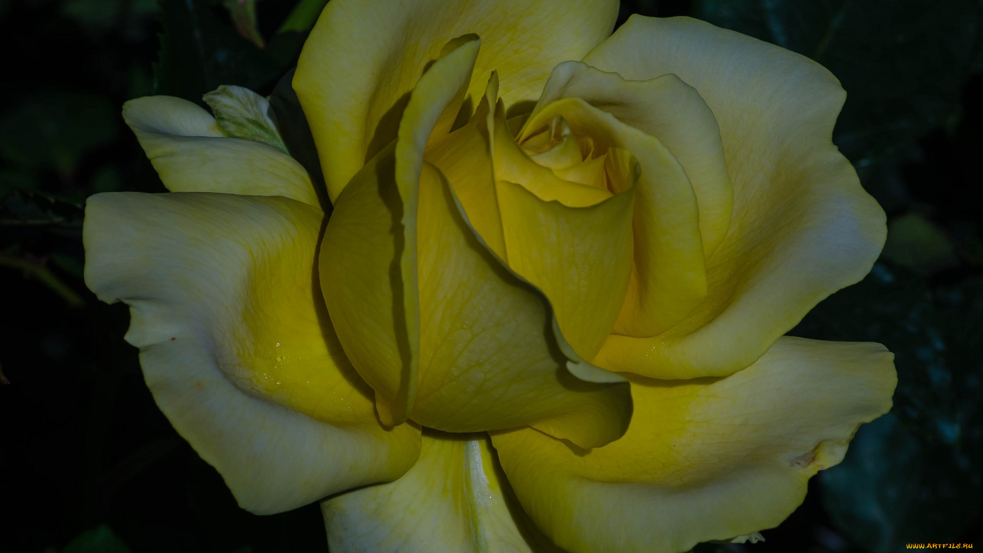 цветы, розы, жёлтая