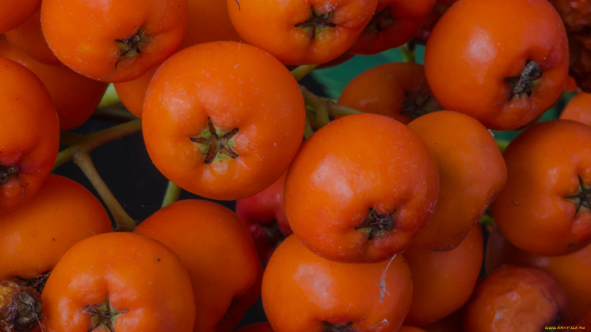 еда, фрукты, , ягоды, ягоды