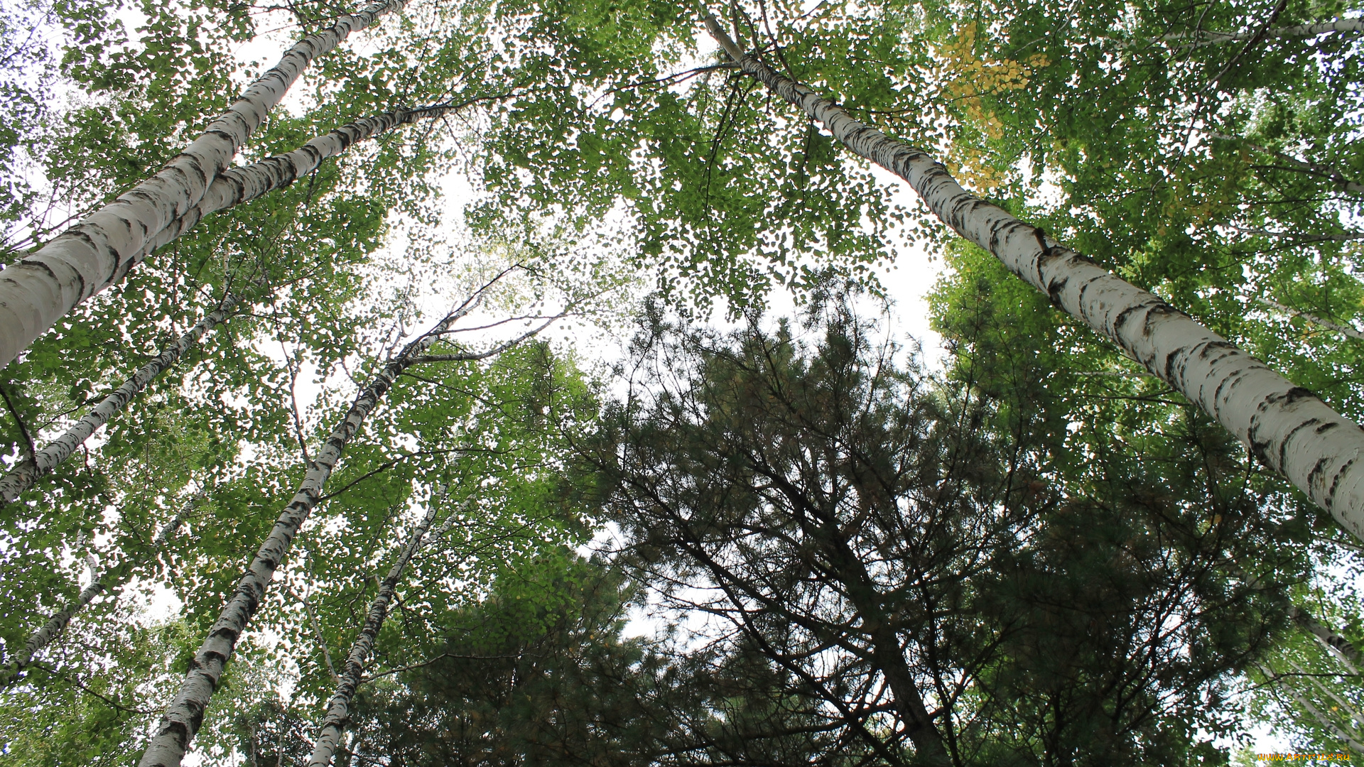 лес, природа, опушка, верхушки, деревьев, лето