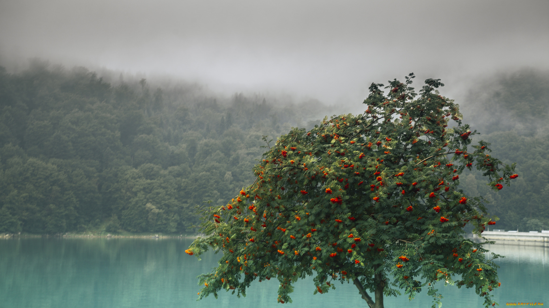 природа, деревья, дерево