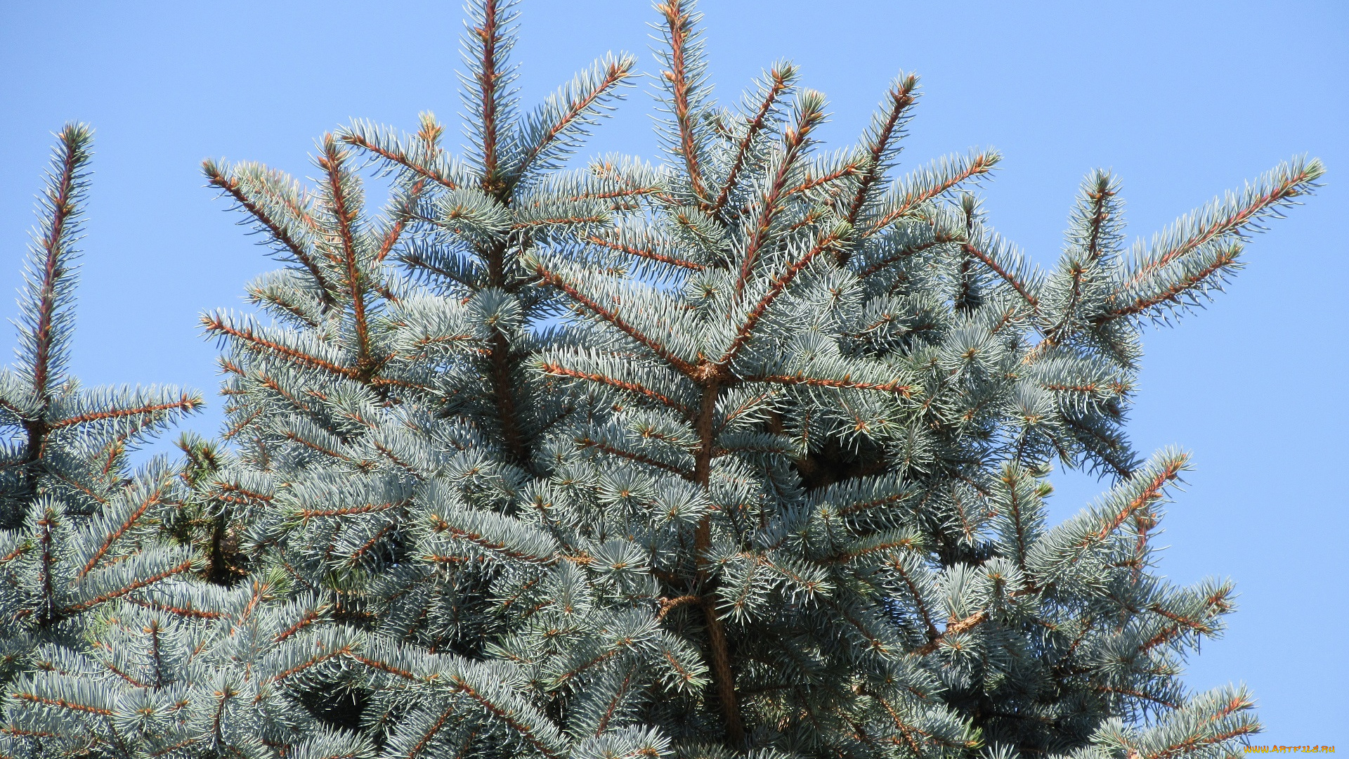 природа, деревья, ель, хвоя