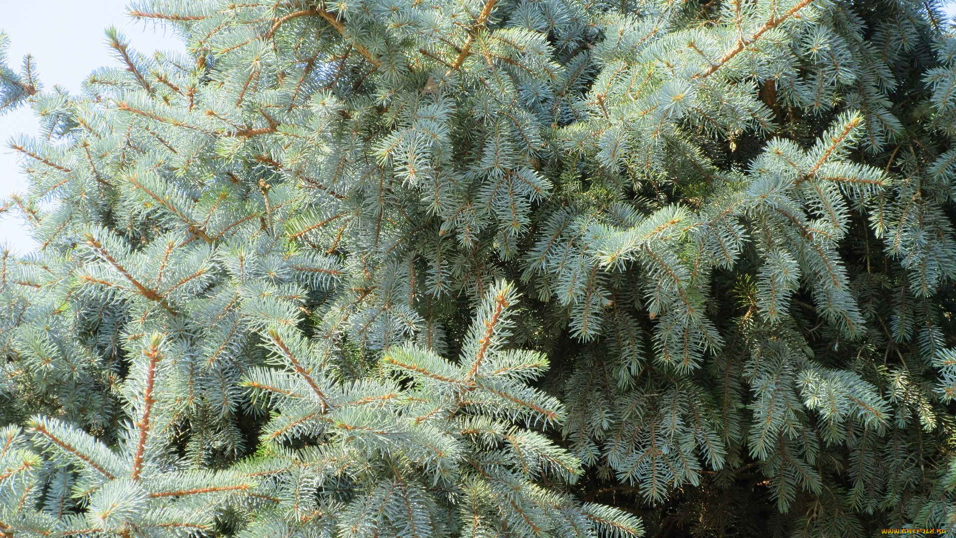 природа, деревья, хвоя, ель, ветки