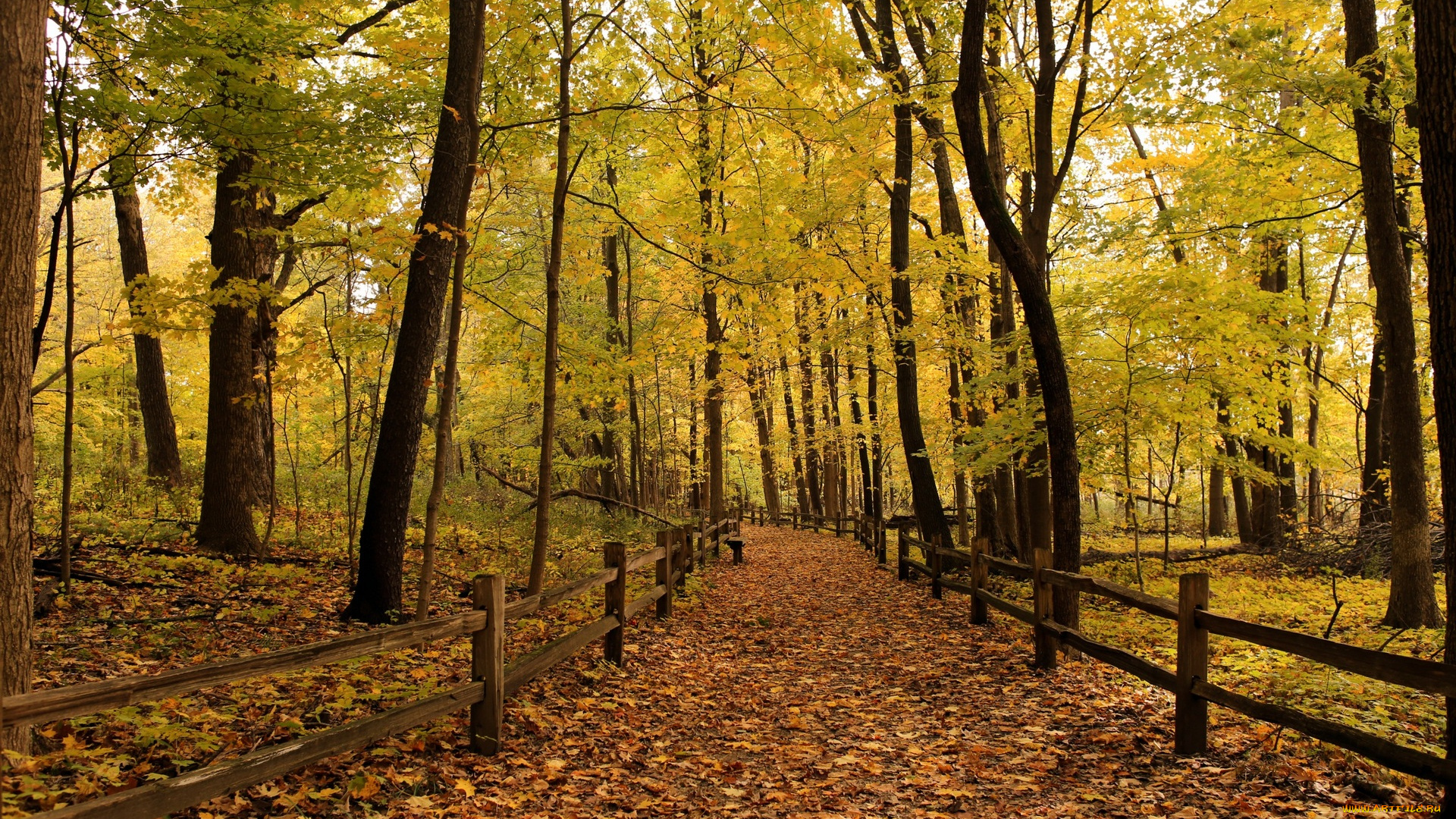 природа, деревья, тропа, листва, забор, растения