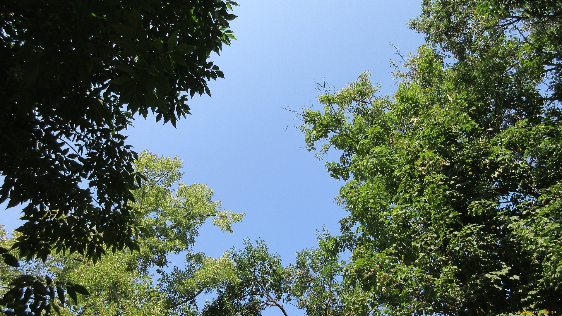 природа, деревья, ветки, небо