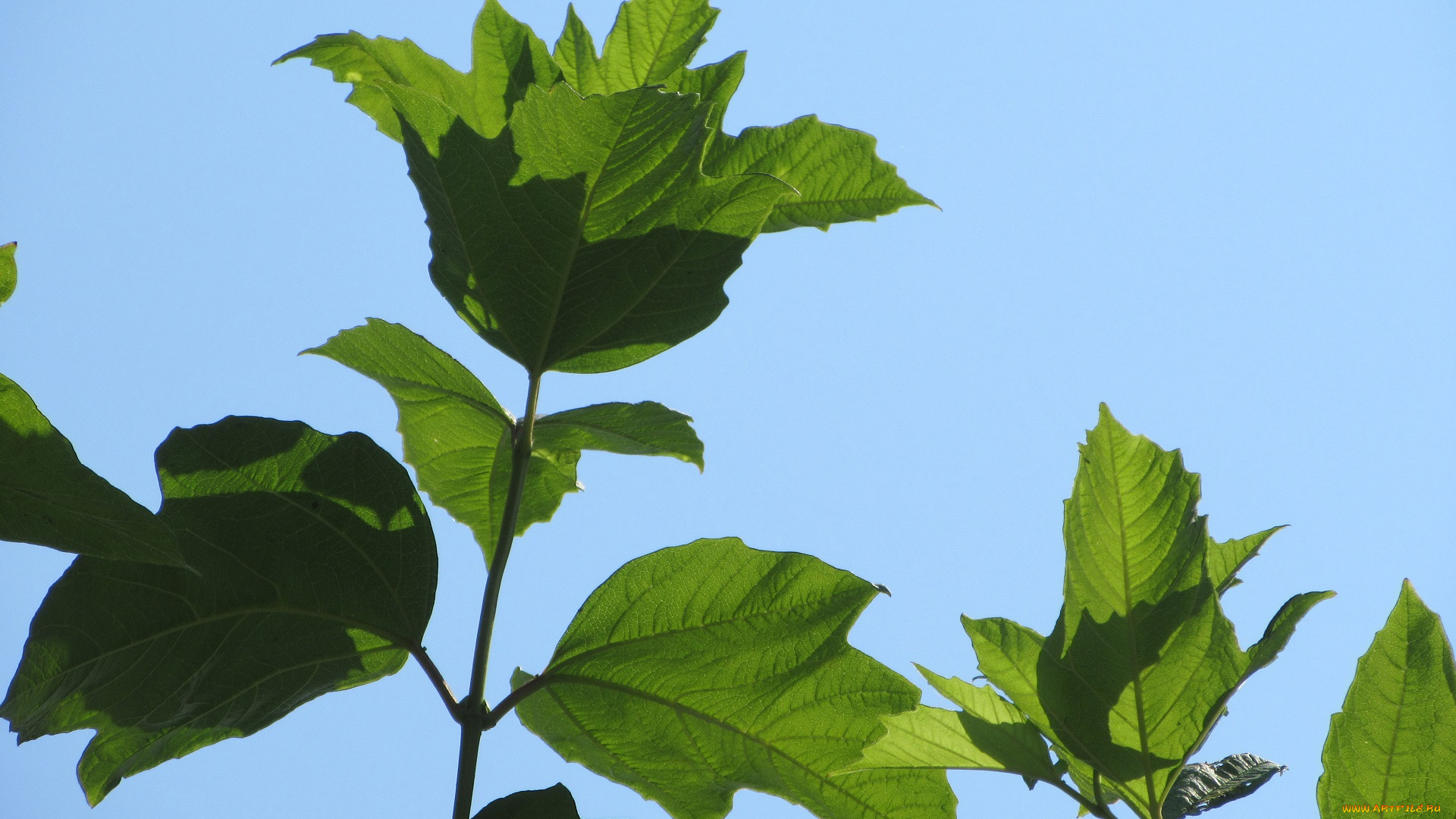 природа, листья, калина