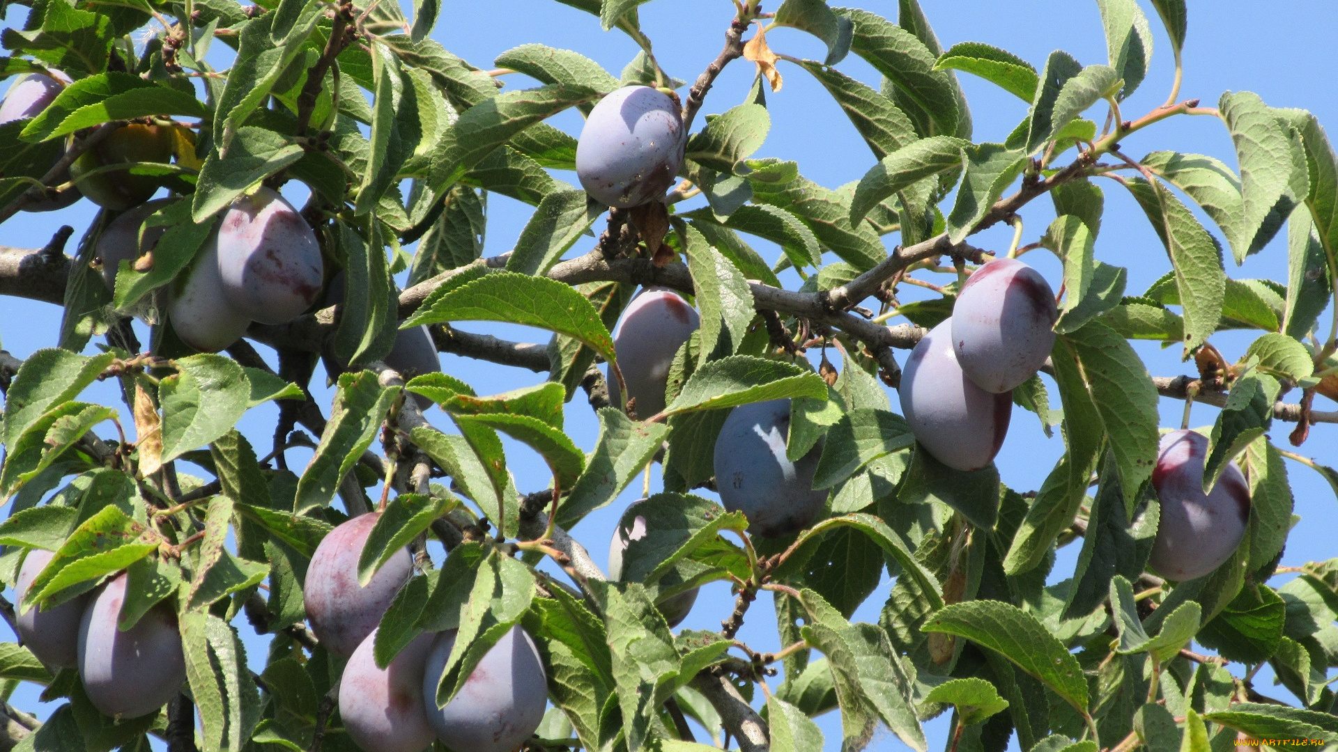 природа, плоды, листья, небо