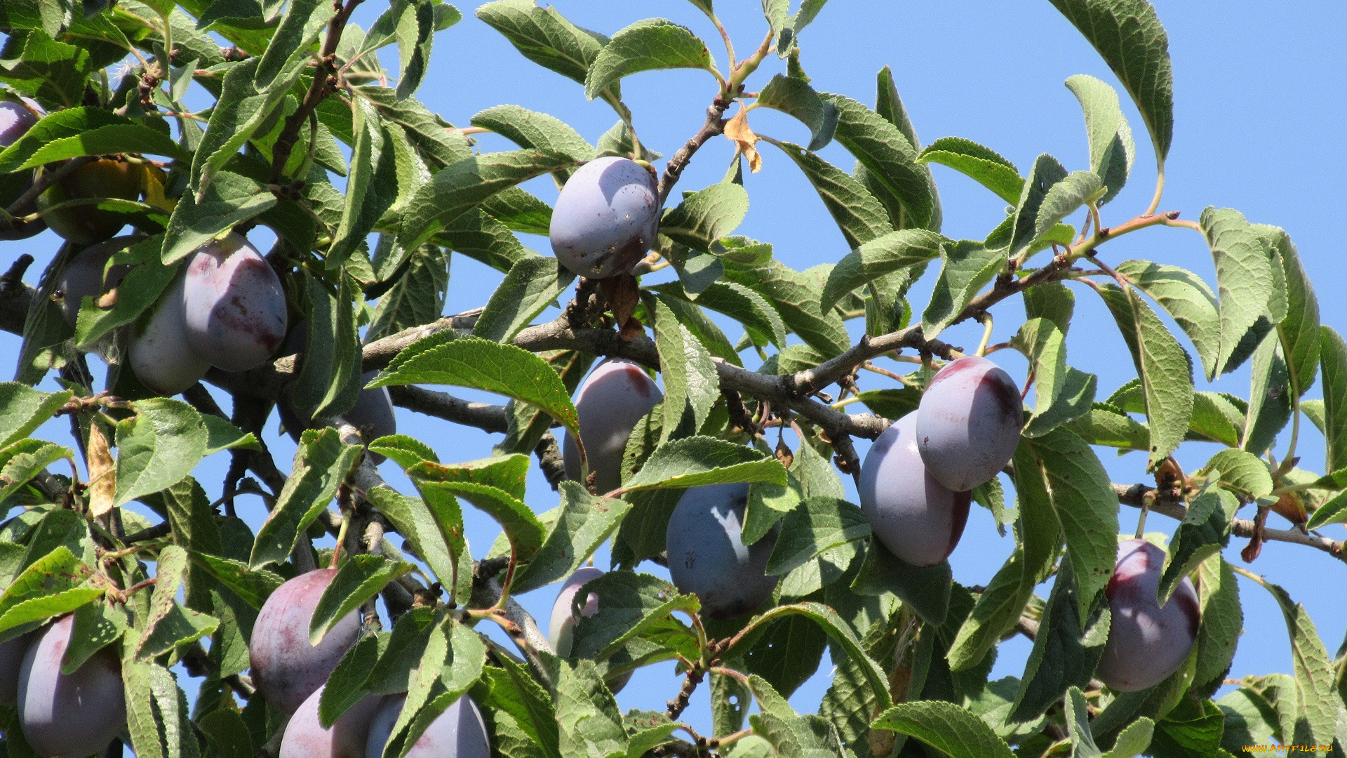 природа, плоды, листья, небо