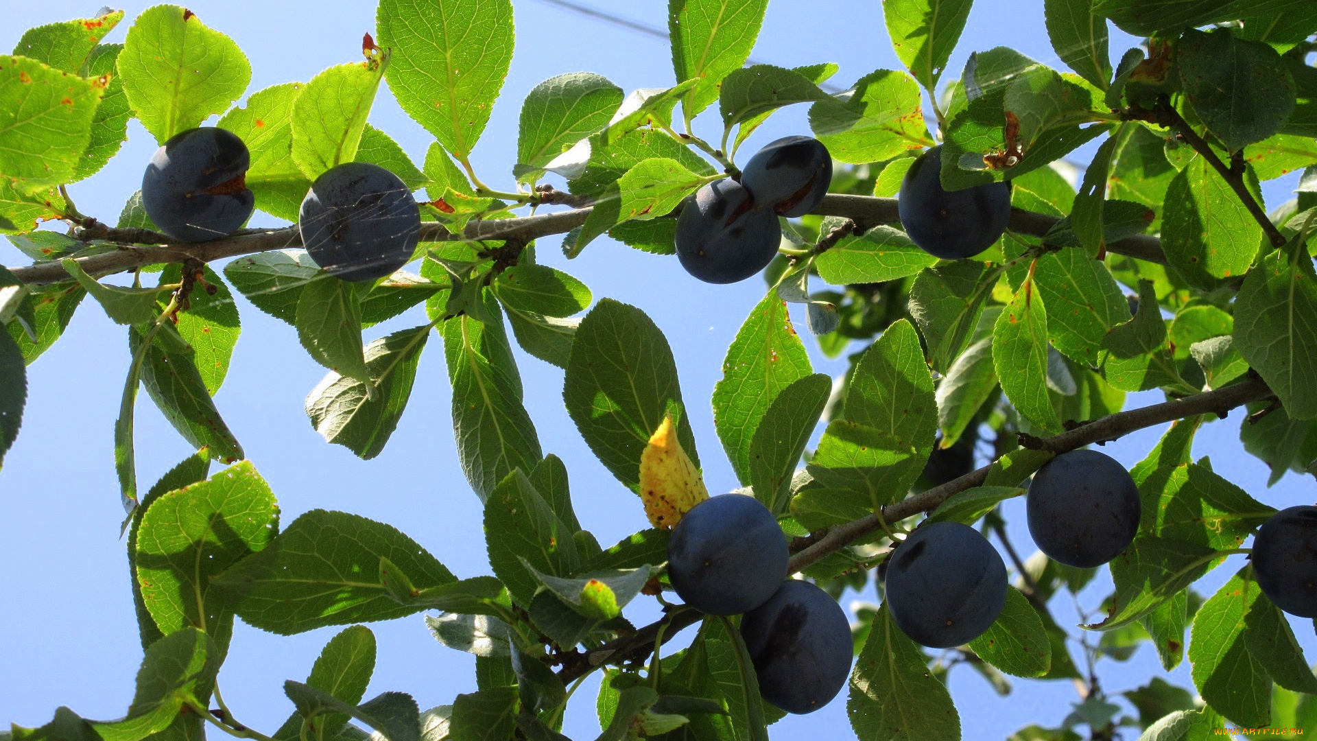 природа, плоды, листья, сливы